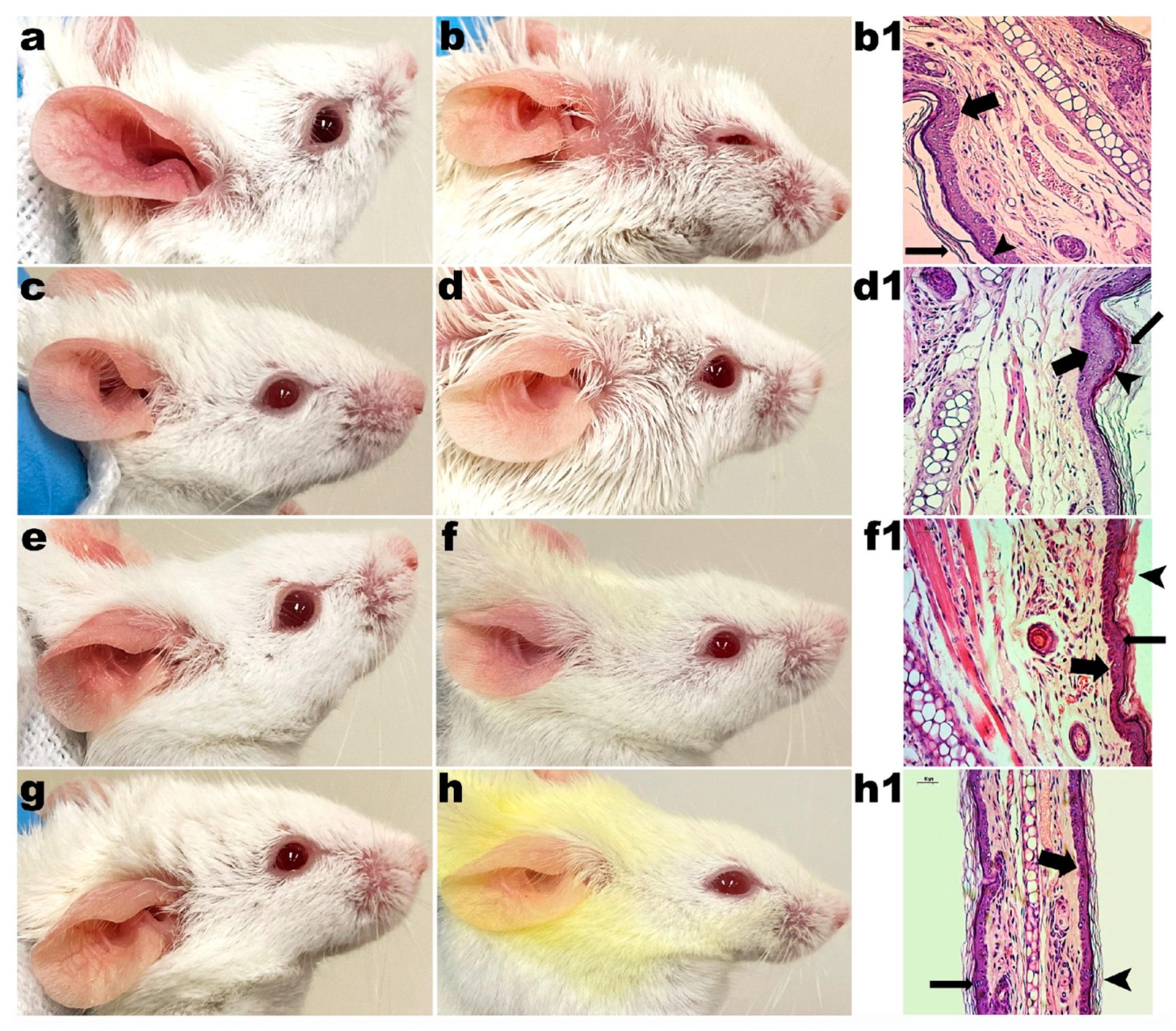 Pharmaceutics 14 00779 g006