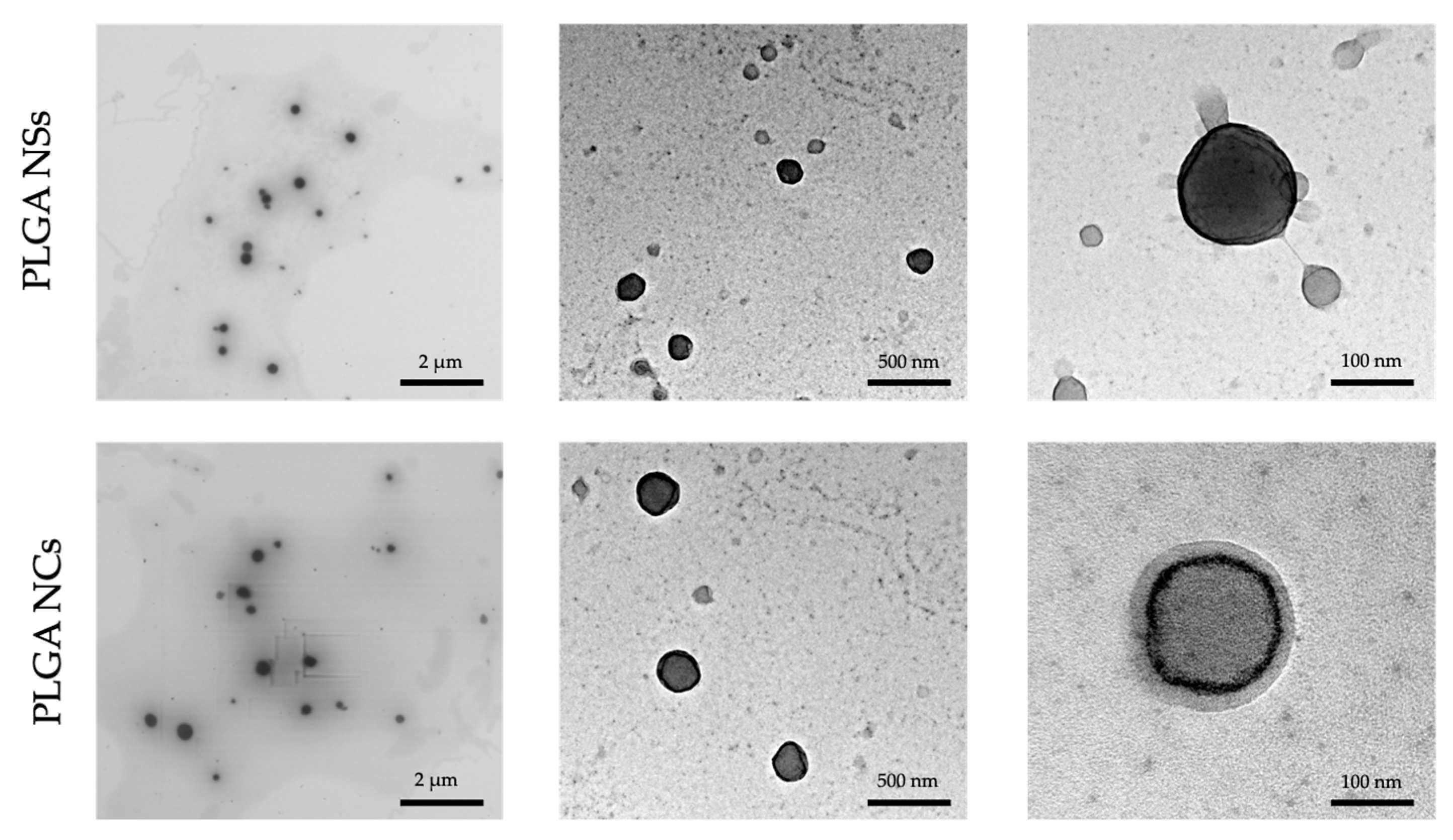 Pharmaceutics 14 00799 g004