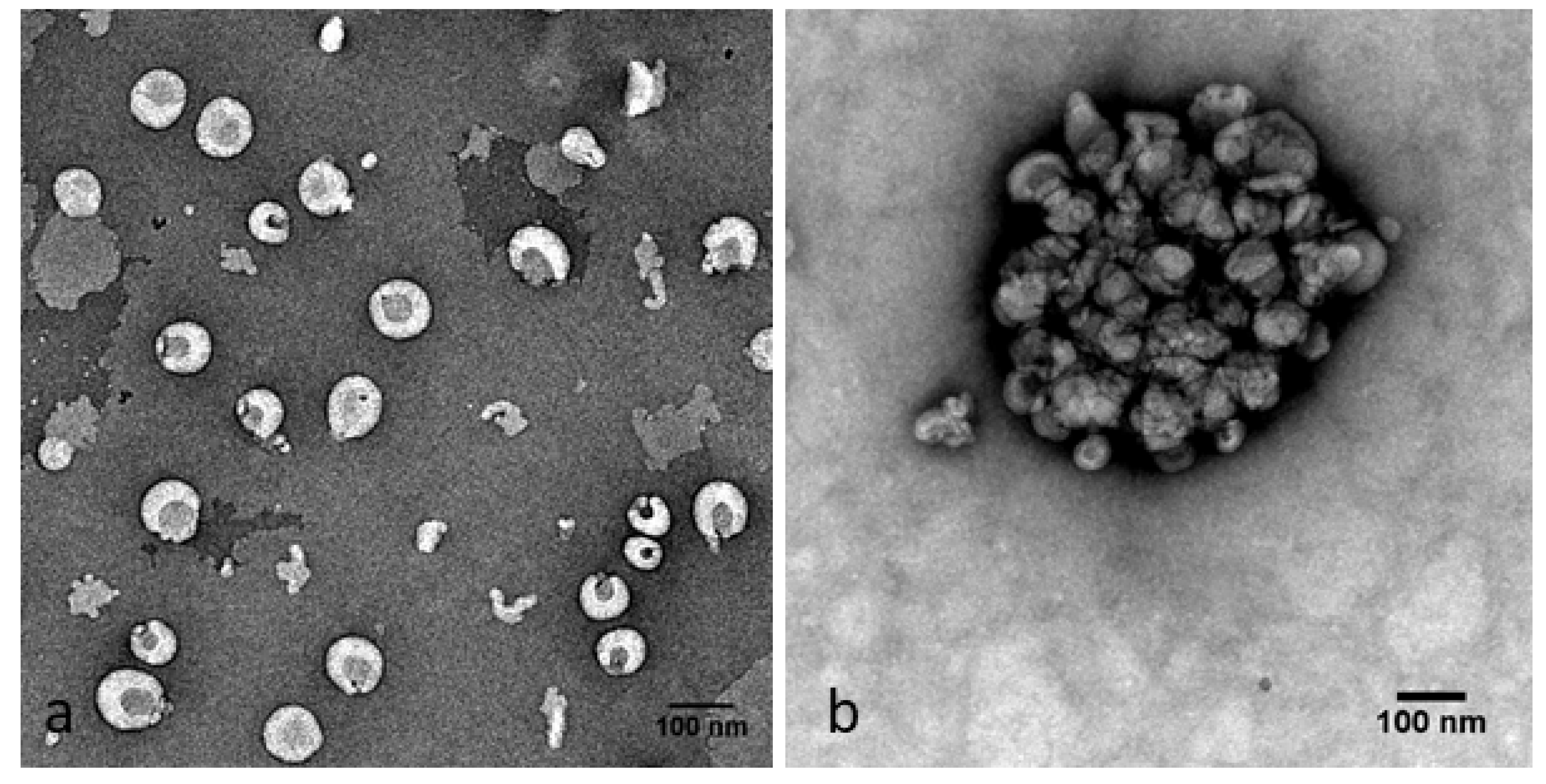 Pharmaceutics 14 00803 g003