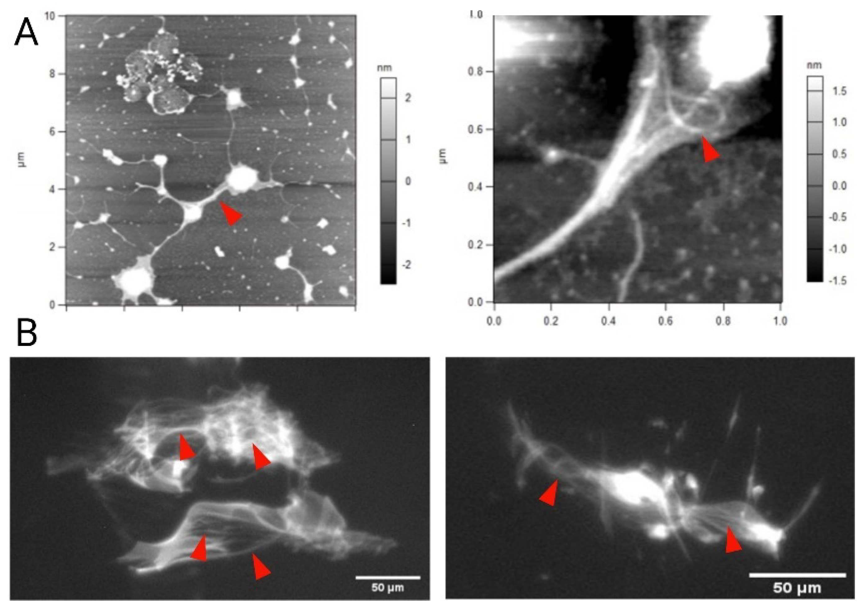Pharmaceutics 14 00830 g010