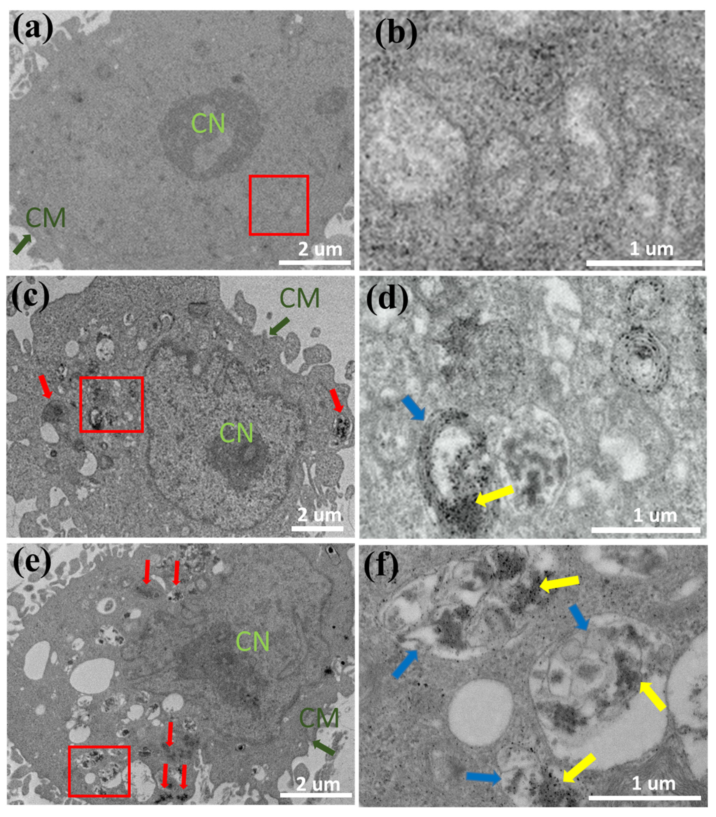Pharmaceutics 14 00858 g005