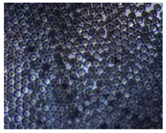 Pharmaceutics 14 00872 i001