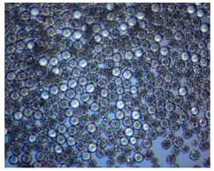 Pharmaceutics 14 00872 i003