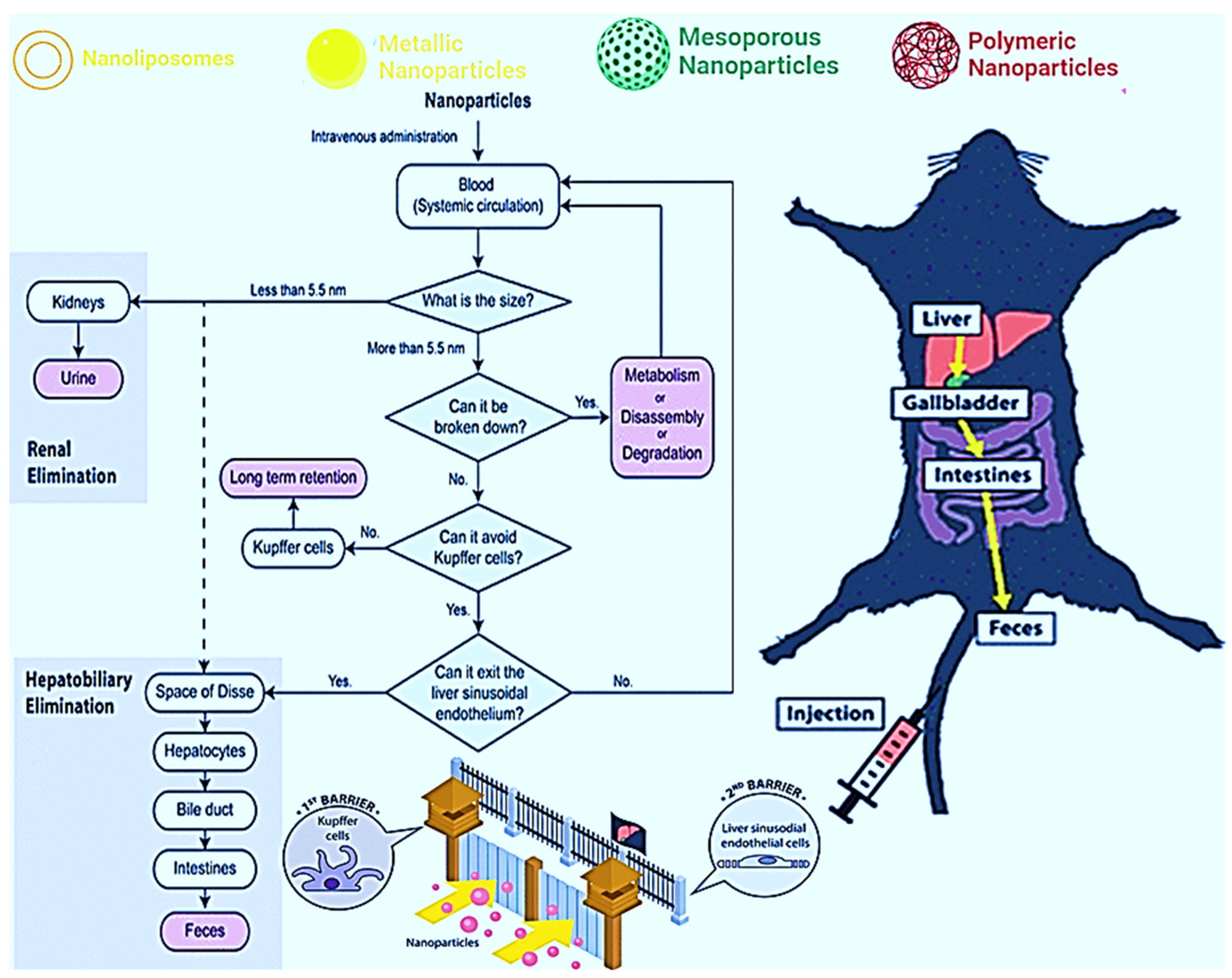 Pharmaceutics 14 00891 g002