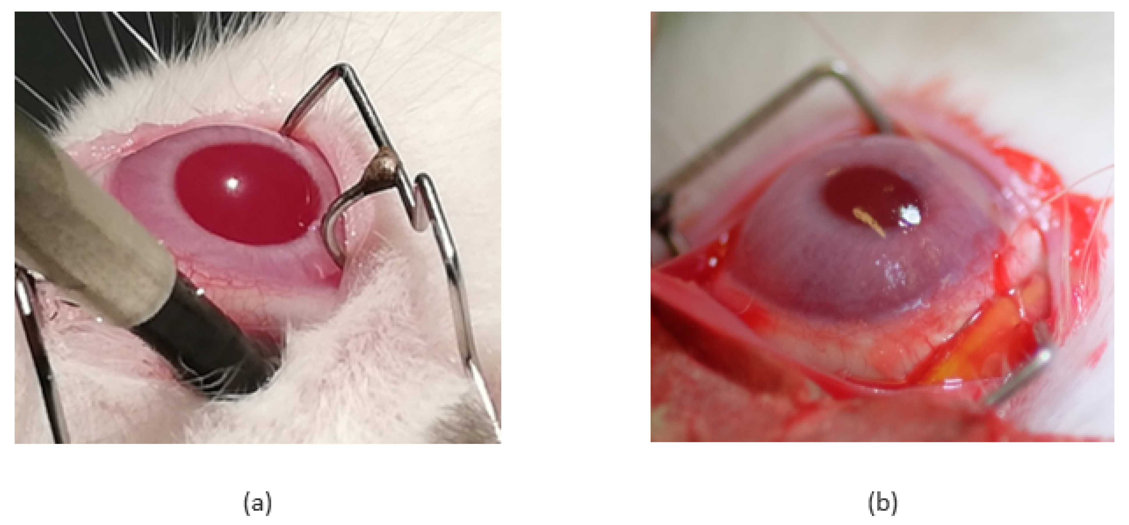 Pharmaceutics 14 00903 g001