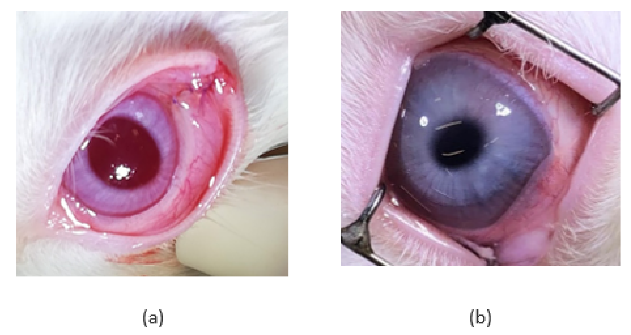 Pharmaceutics 14 00903 g002
