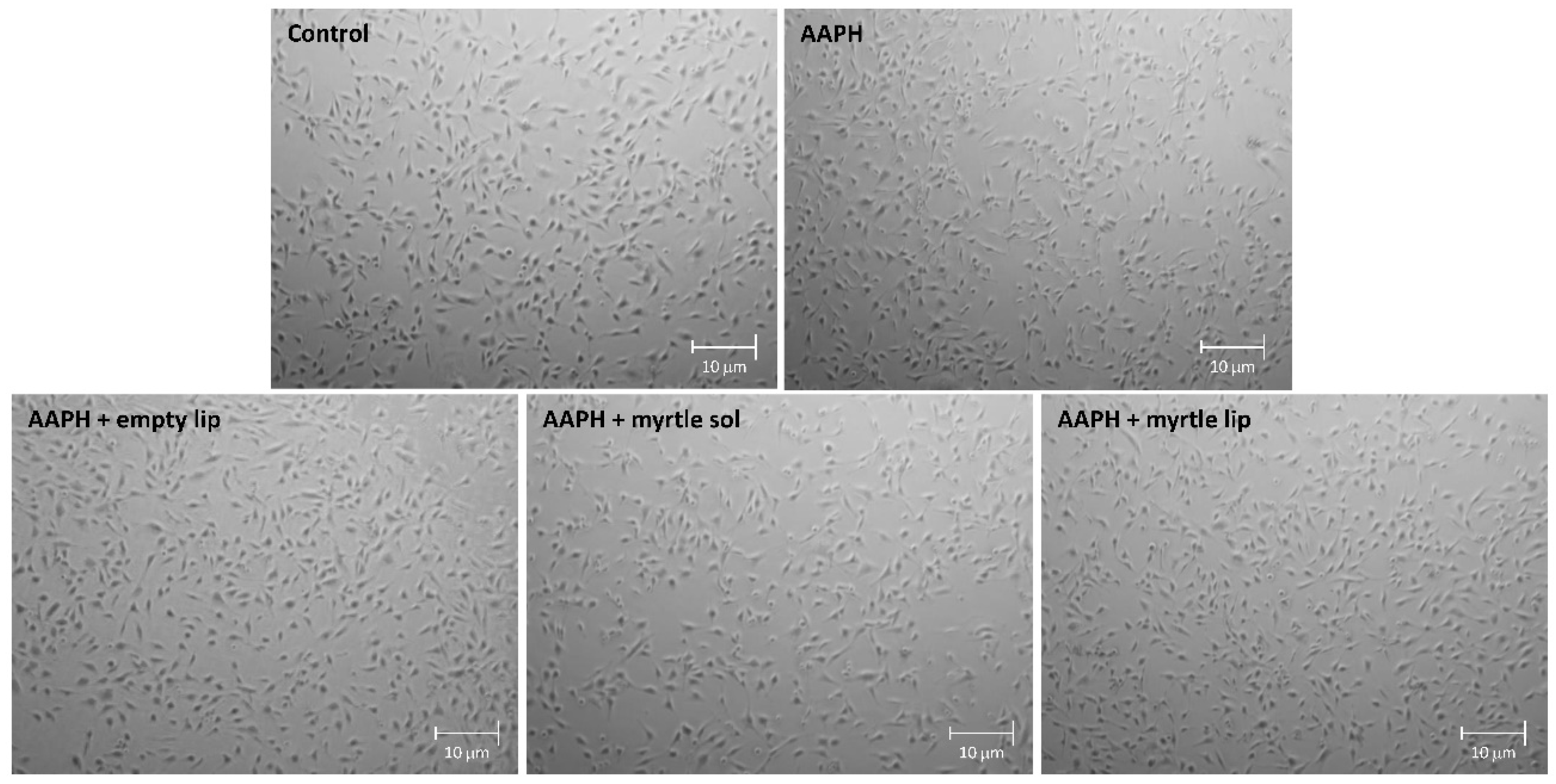 Pharmaceutics 14 00910 g006