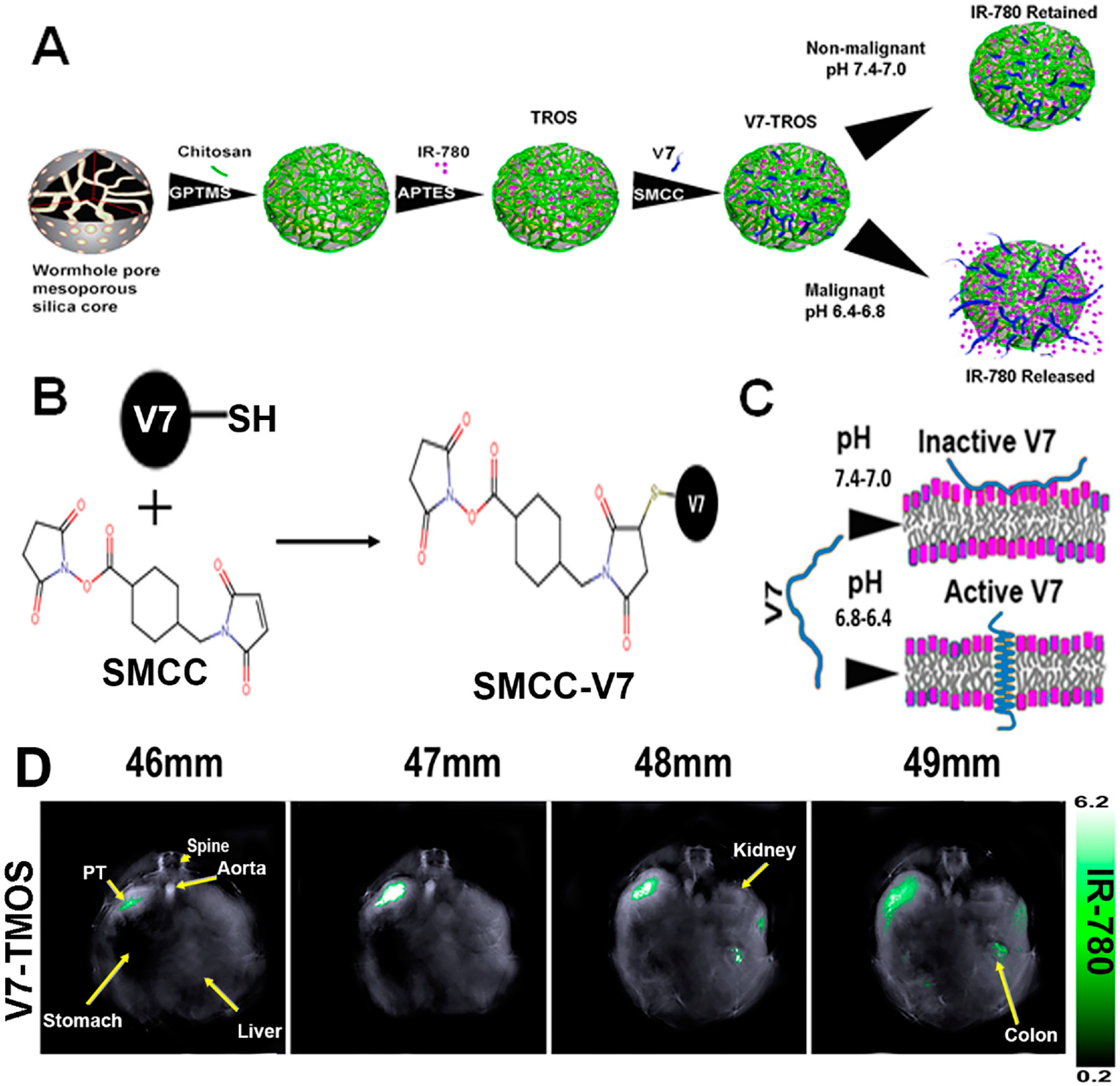 Pharmaceutics 14 00917 g006