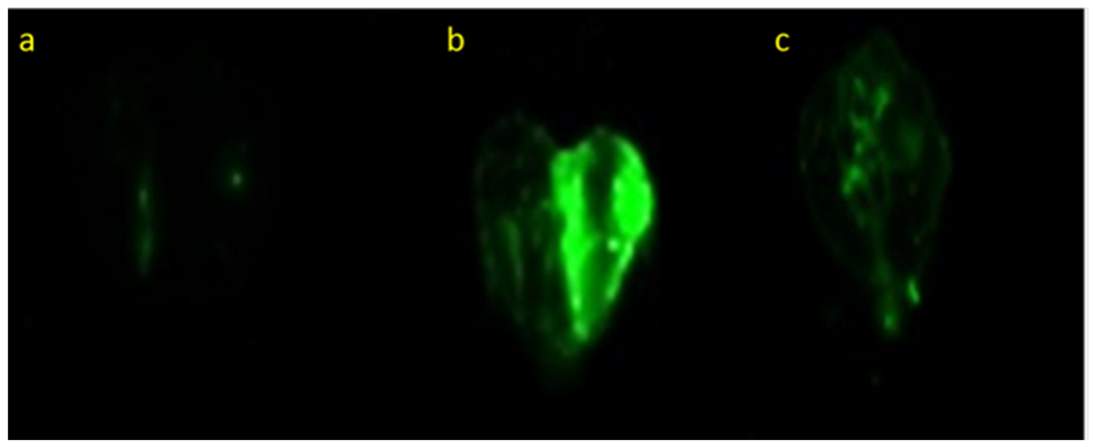Pharmaceutics 14 00918 g002