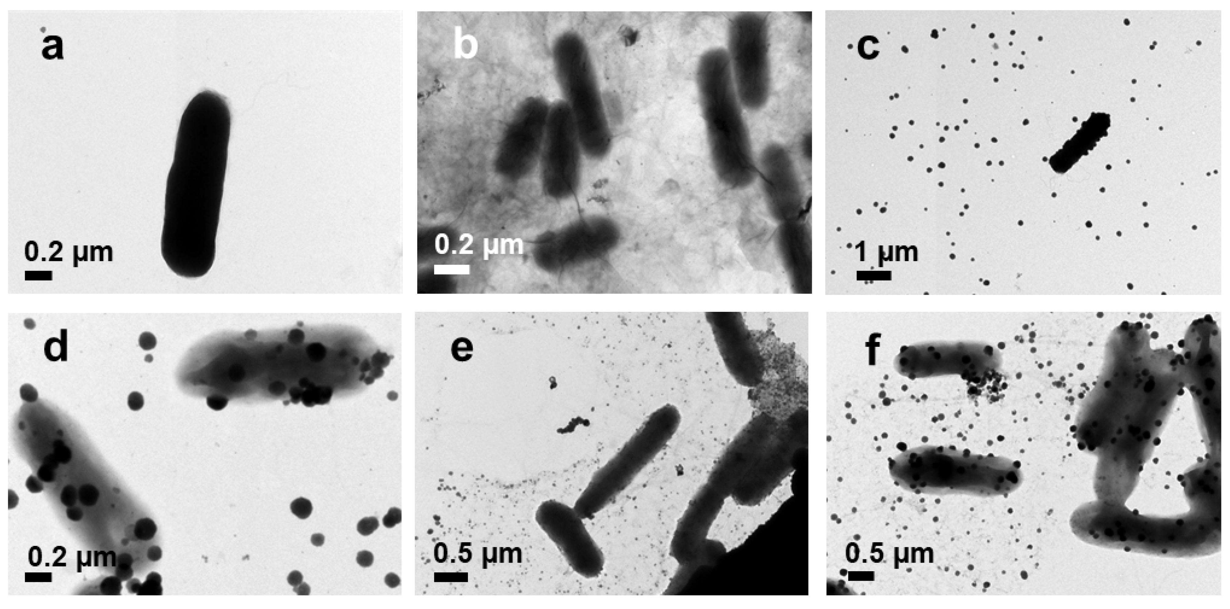 Pharmaceutics 14 00924 g011