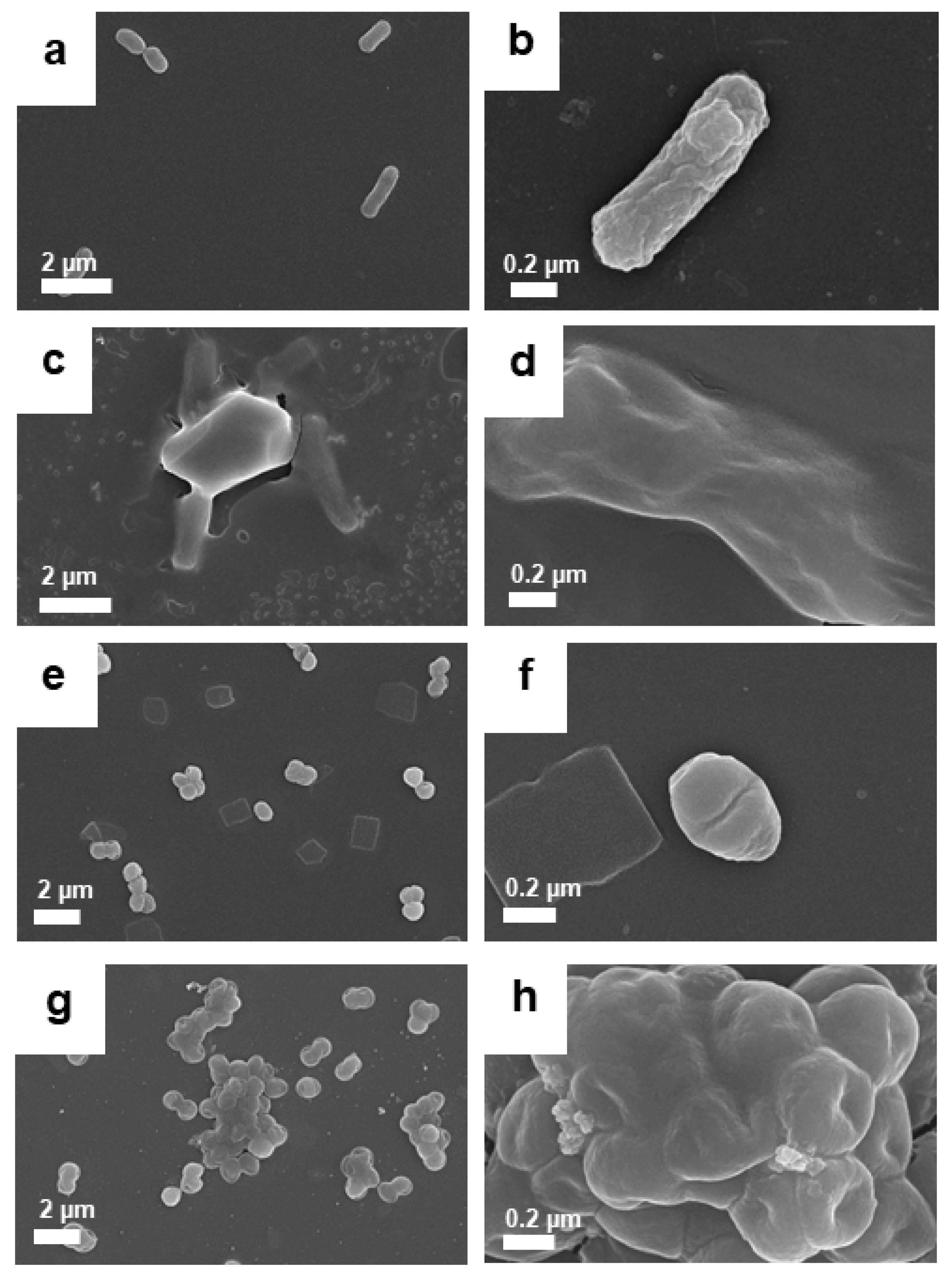 Pharmaceutics 14 00924 g013