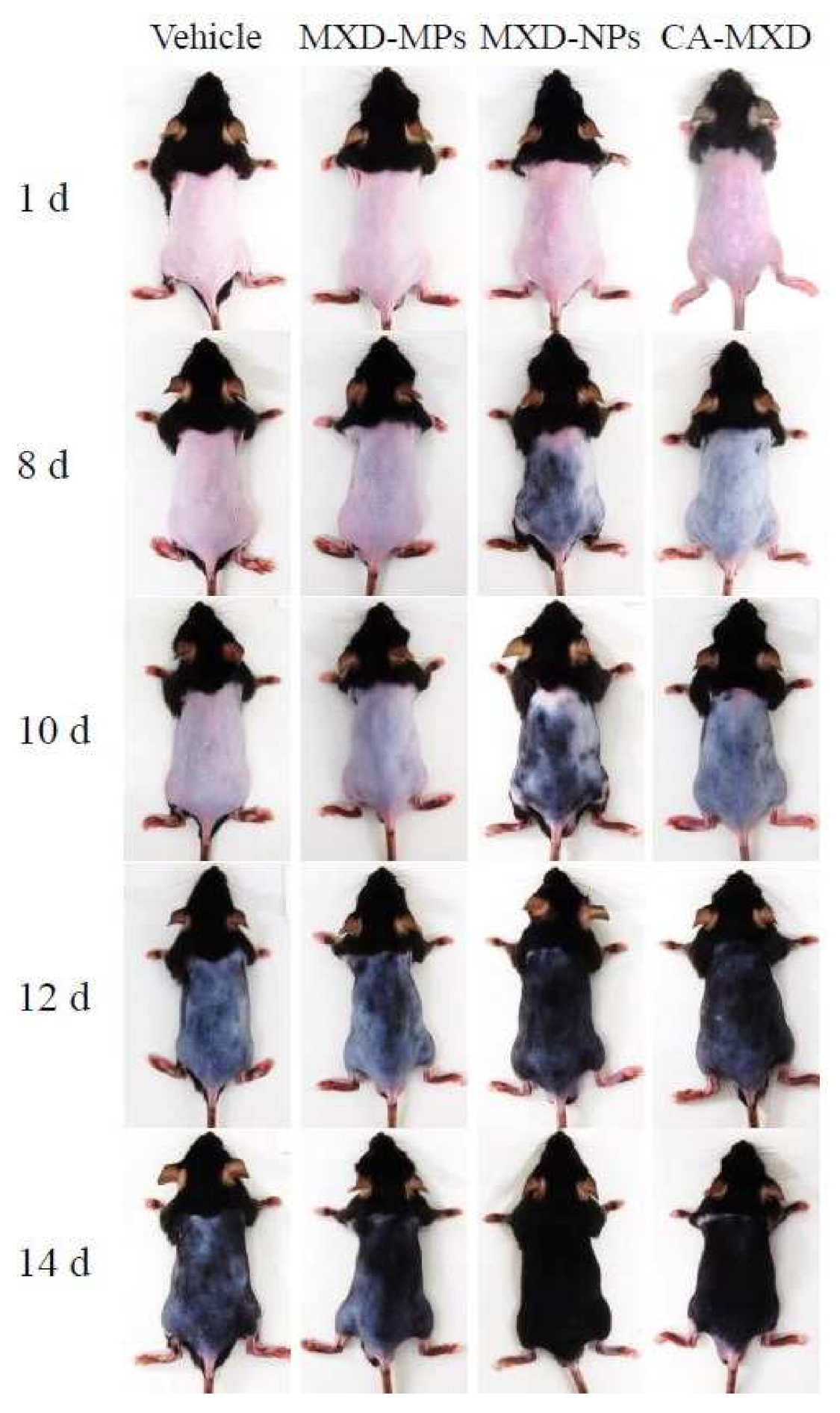 Pharmaceutics 14 00947 g003