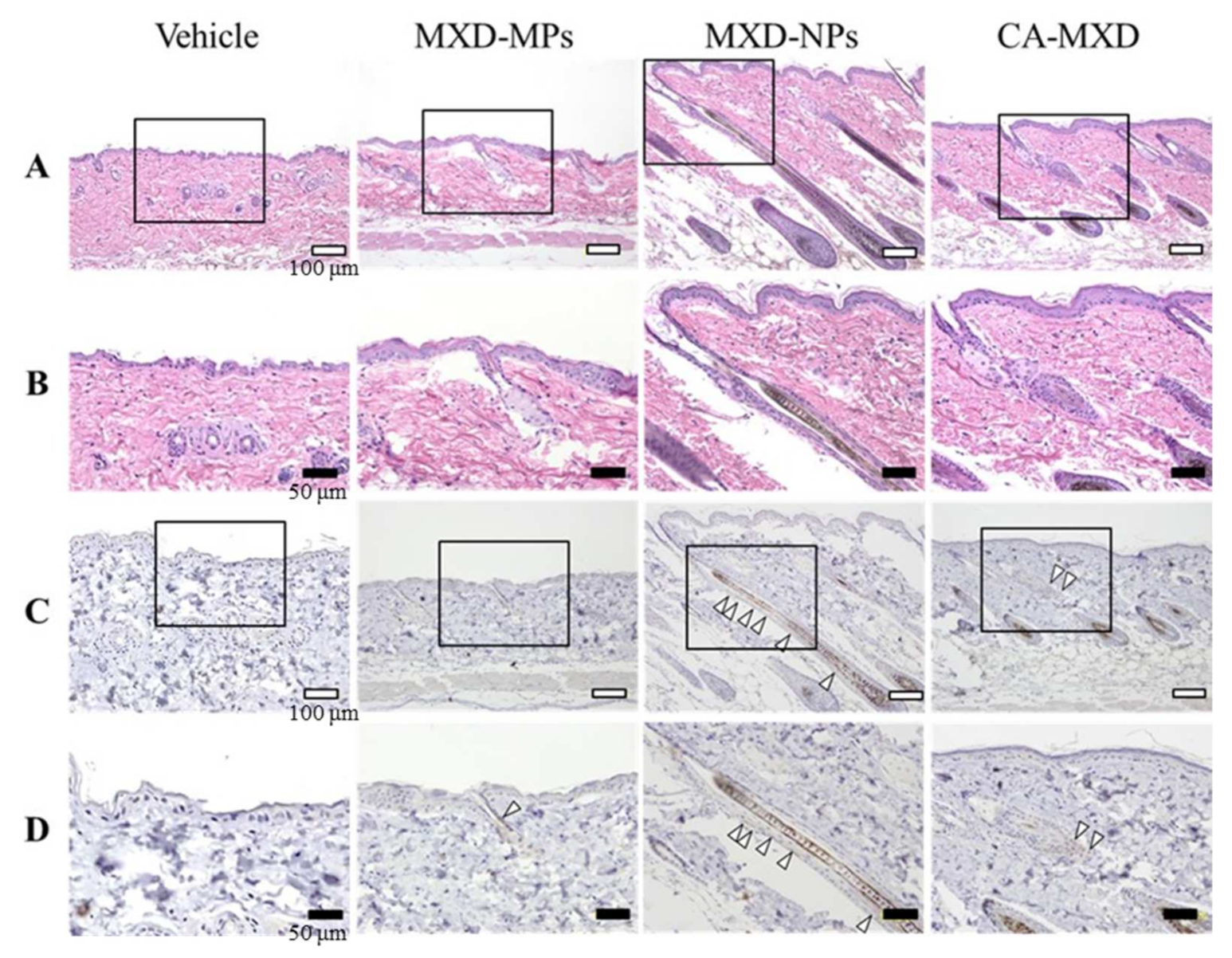 Pharmaceutics 14 00947 g007