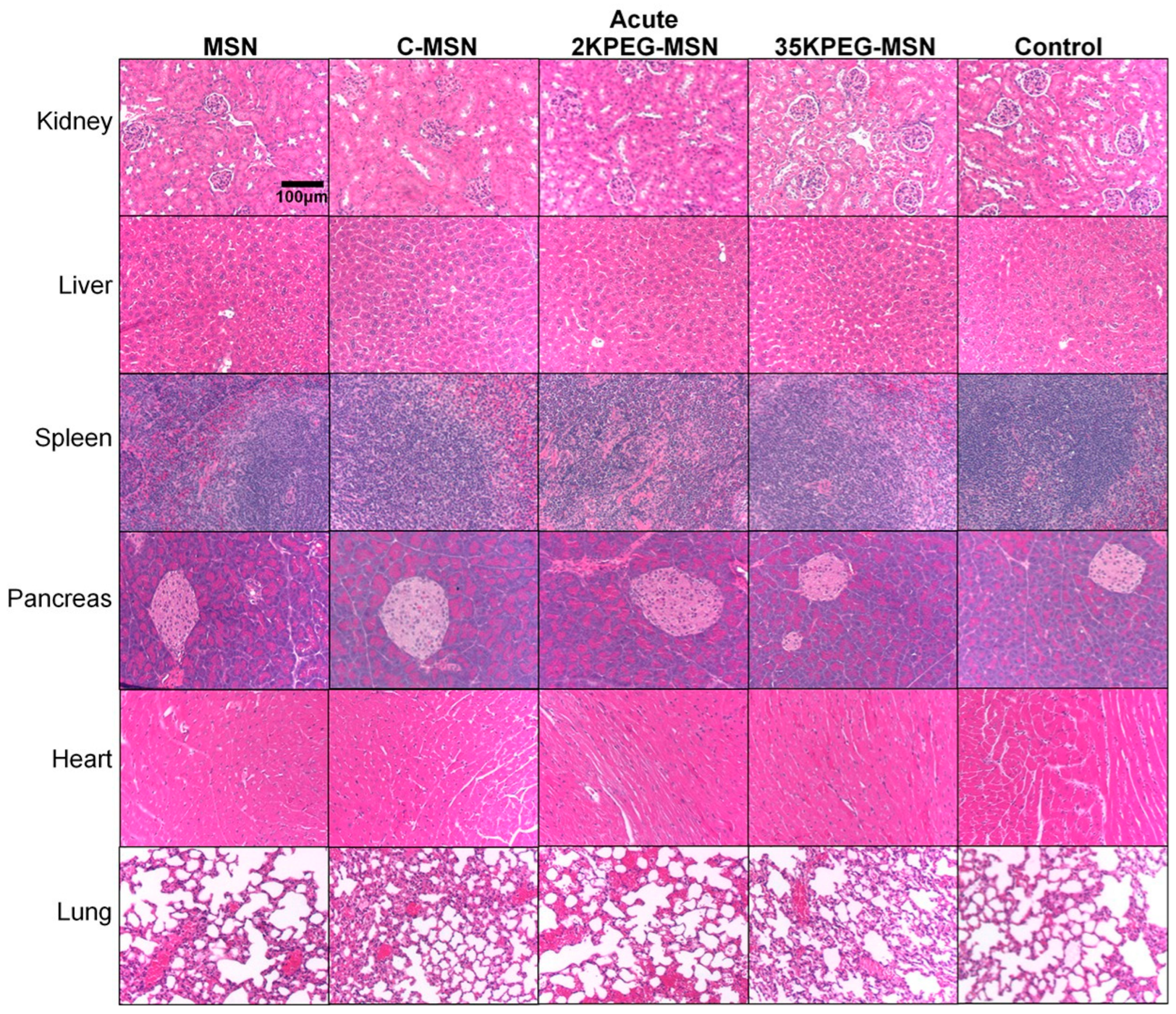 Pharmaceutics 14 00969 g004 Pharmaceutics 14 00969 g004