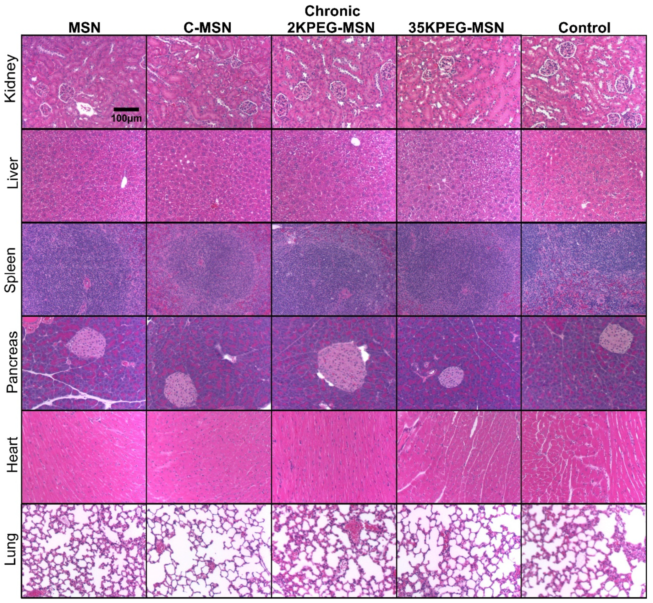 Pharmaceutics 14 00969 g005 Pharmaceutics 14 00969 g005
