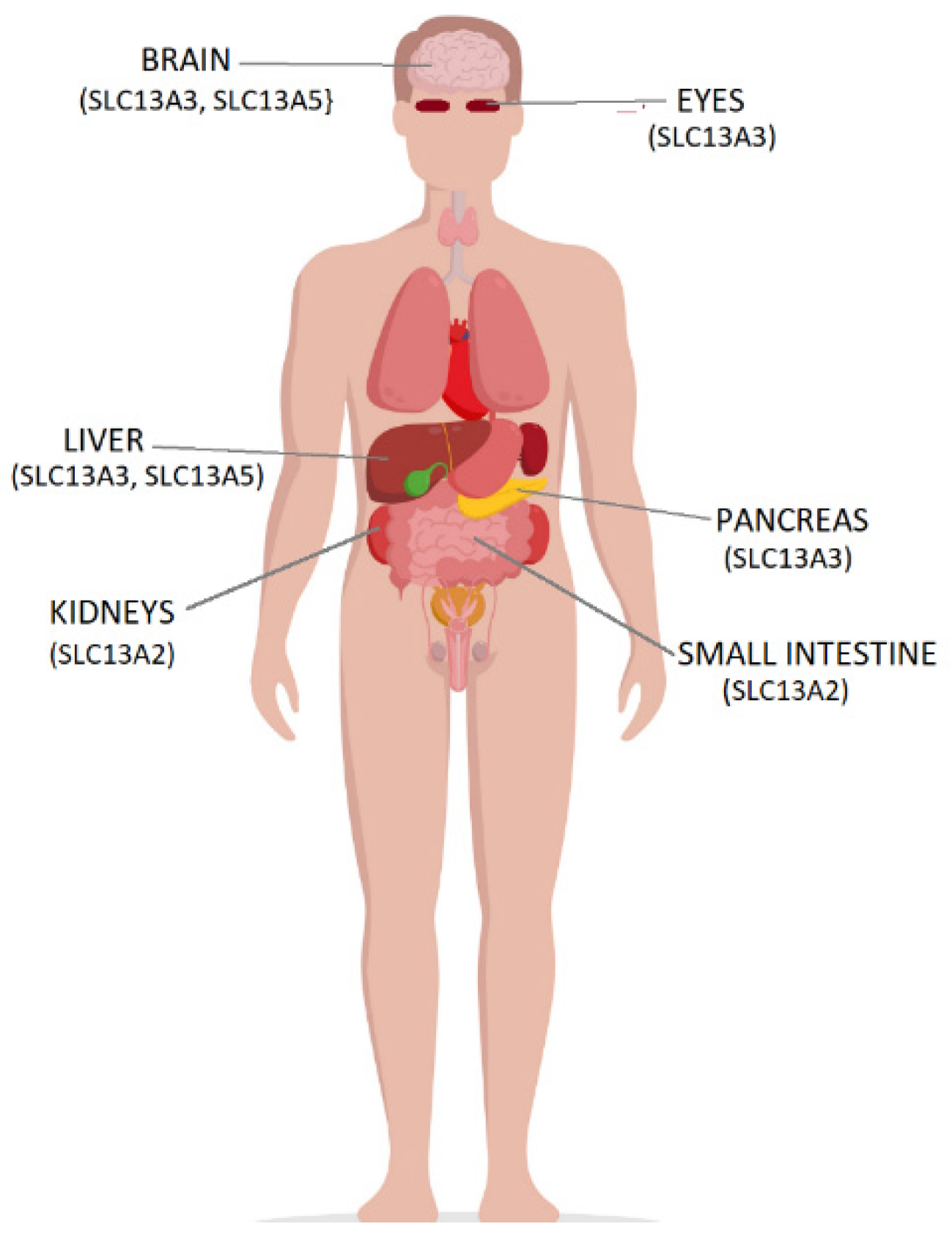 Pharmaceutics 14 00972 g002