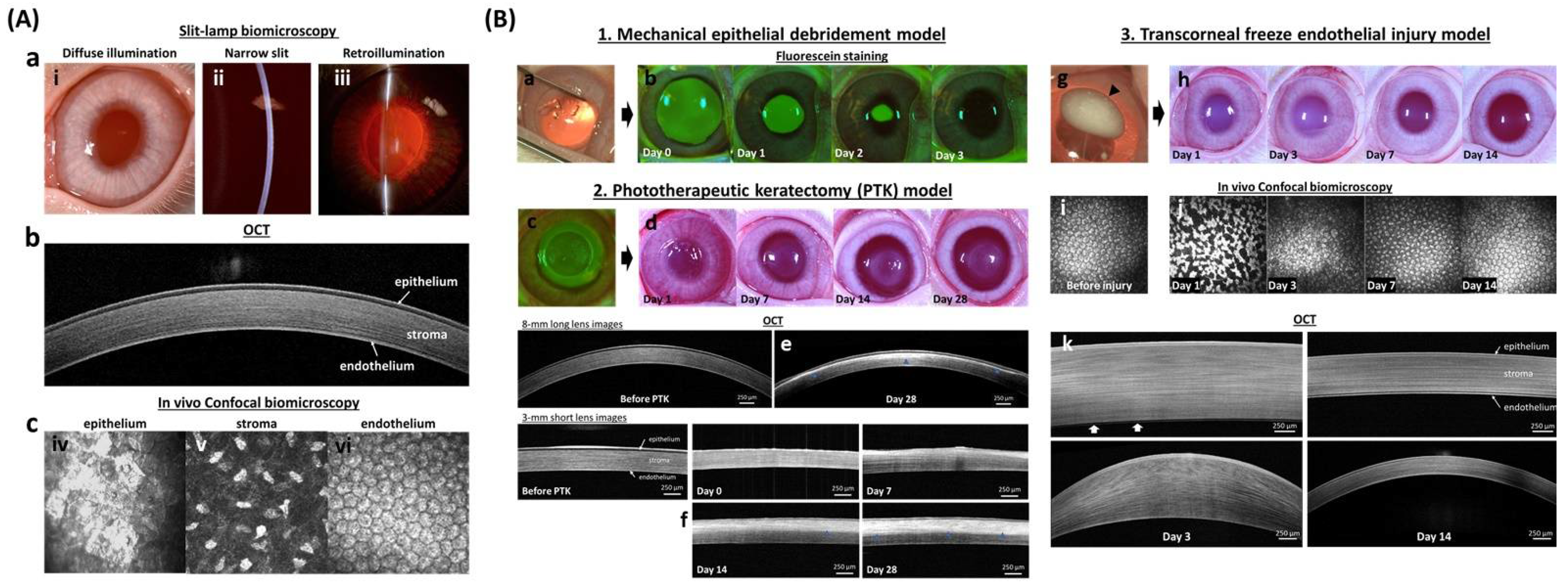 Pharmaceutics 14 00981 g003