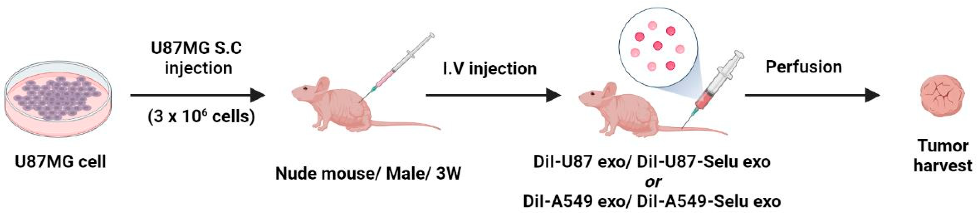 Pharmaceutics 14 01002 g003