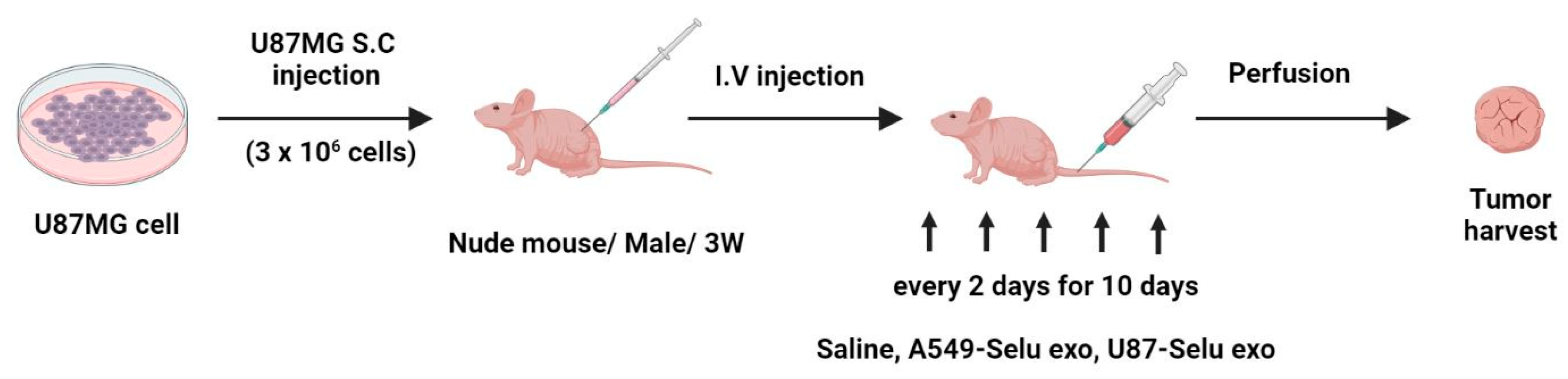 Pharmaceutics 14 01002 g004