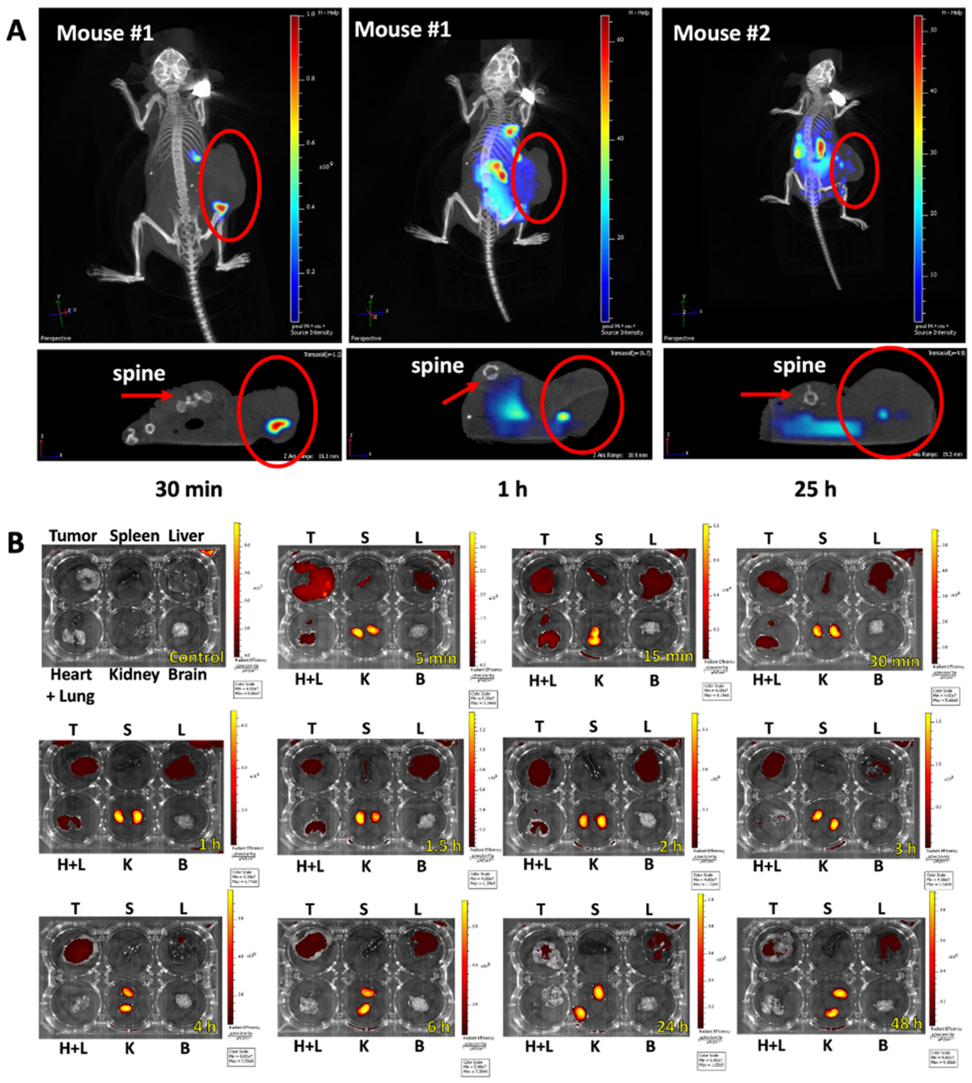 Pharmaceutics 14 01036 g004
