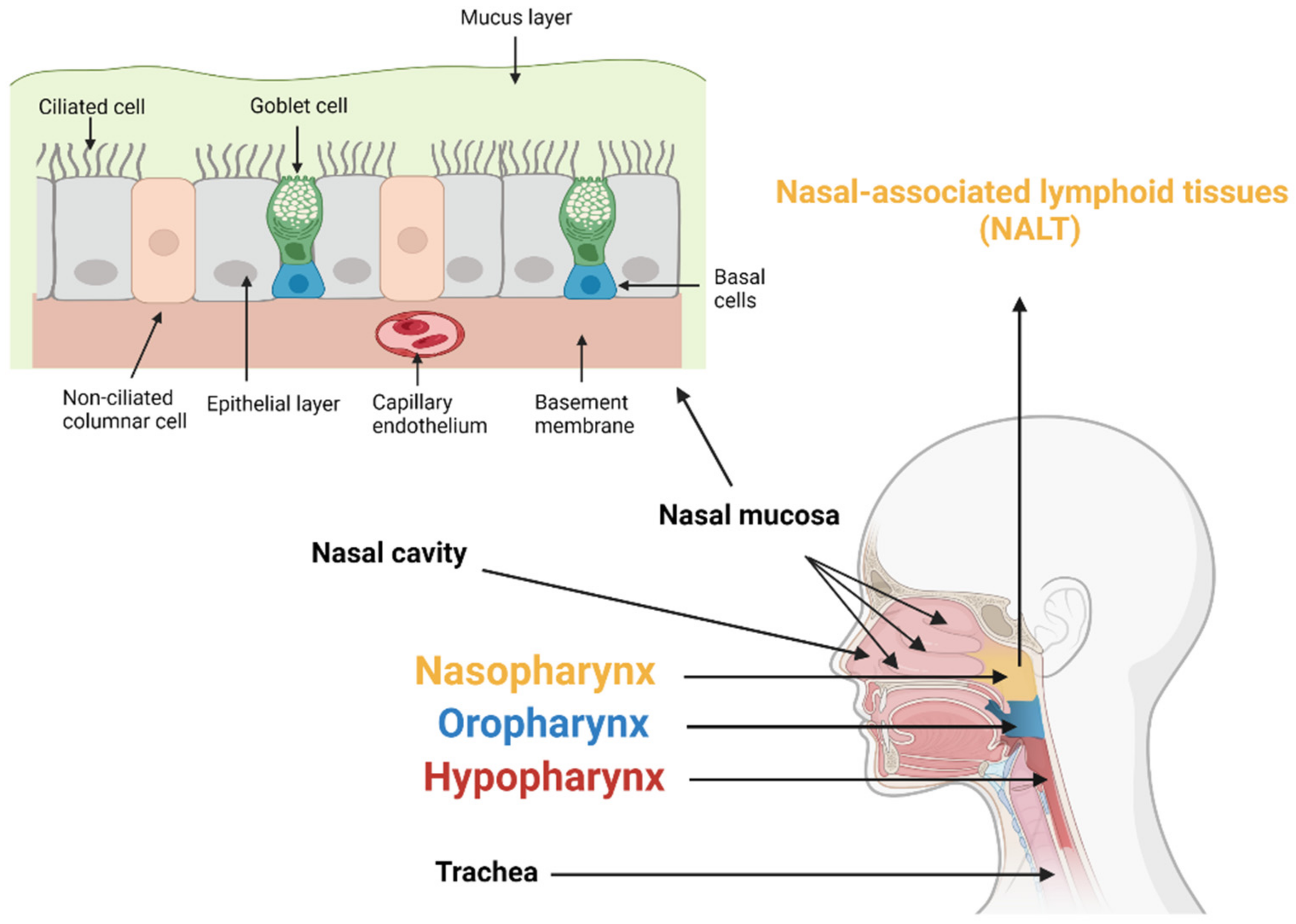 Pharmaceutics 14 01073 g001
