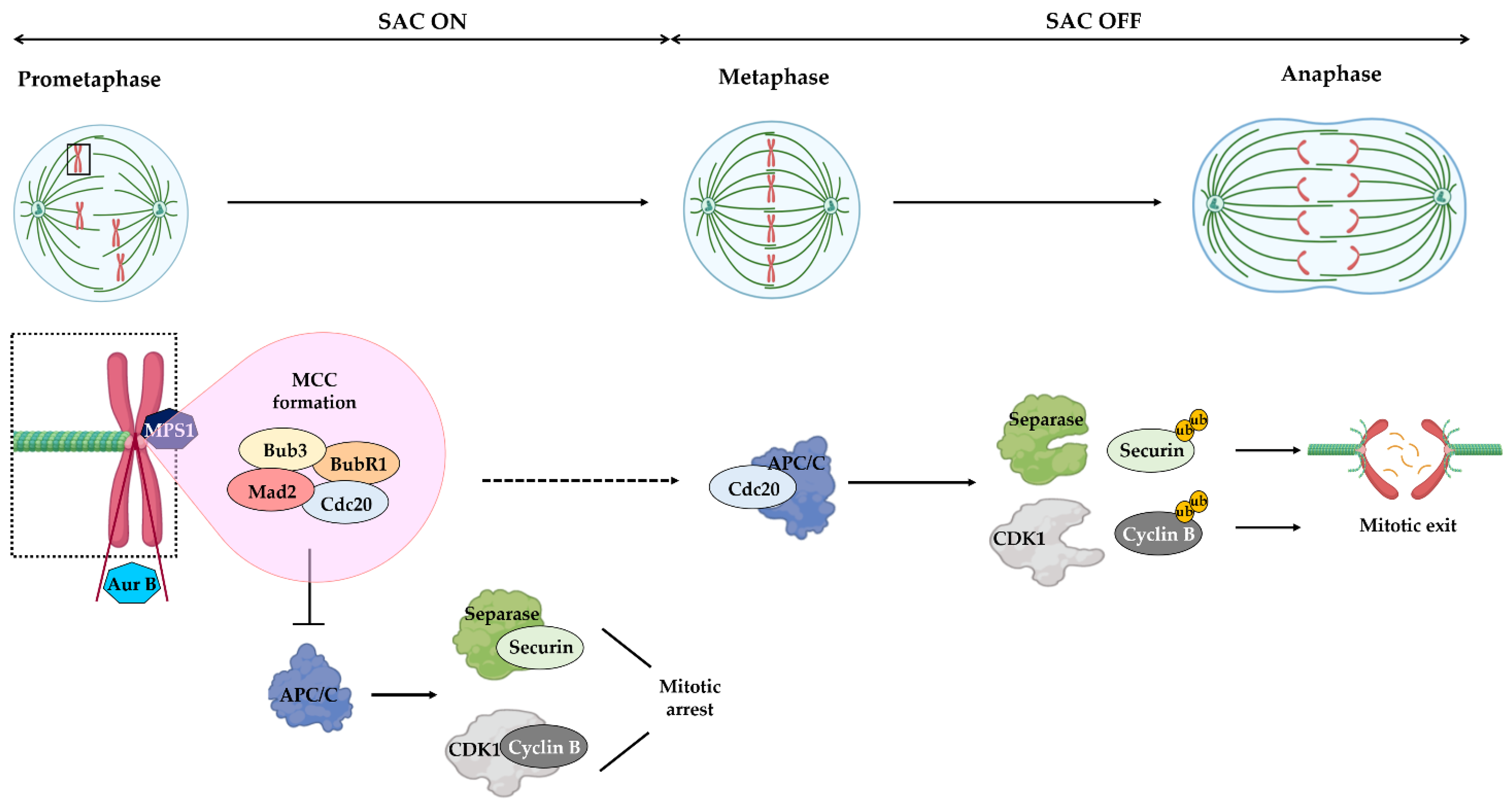 Pharmaceutics 14 01084 g001 Pharmaceutics 14 01084 g001
