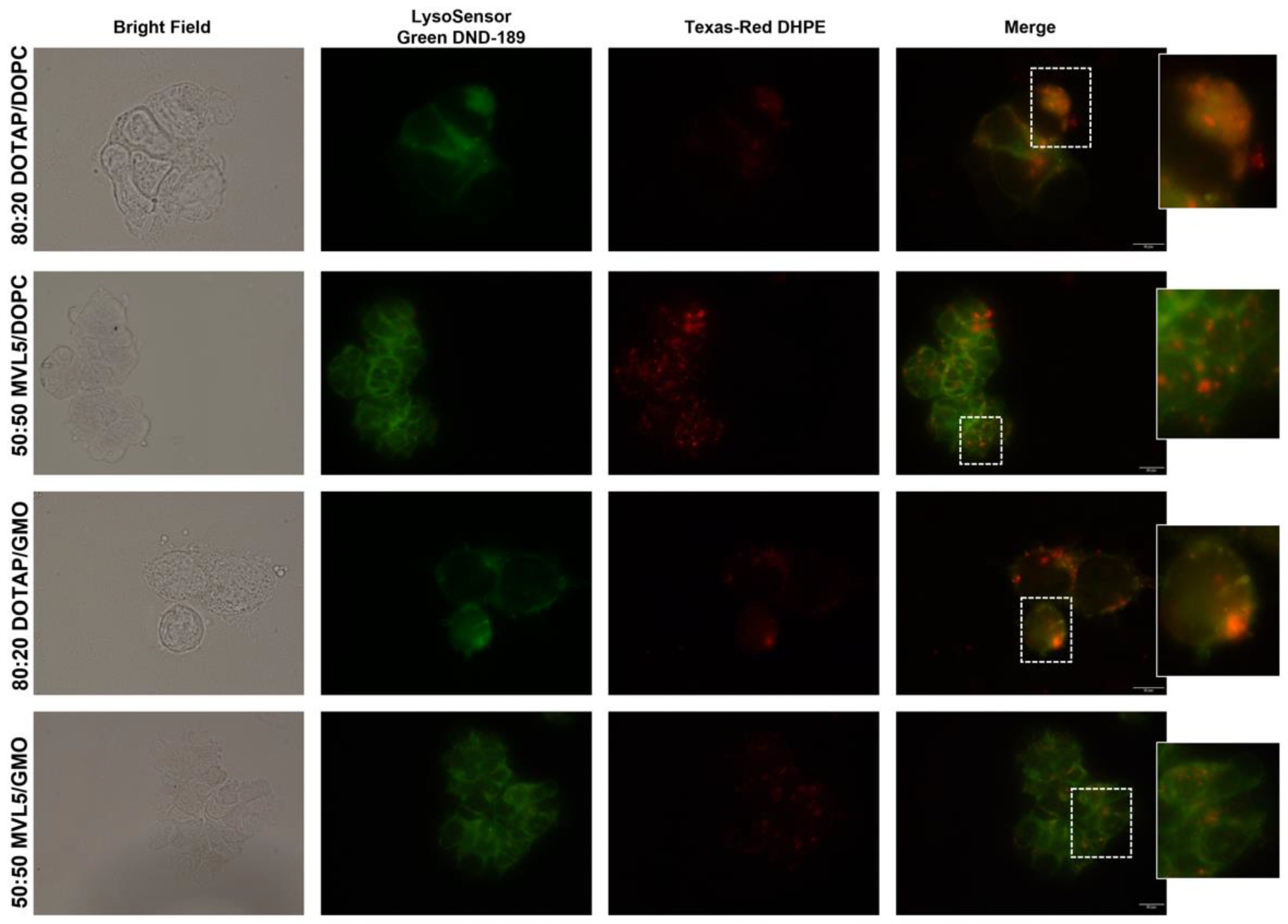 Pharmaceutics 14 01087 g004 Pharmaceutics 14 01087 g004