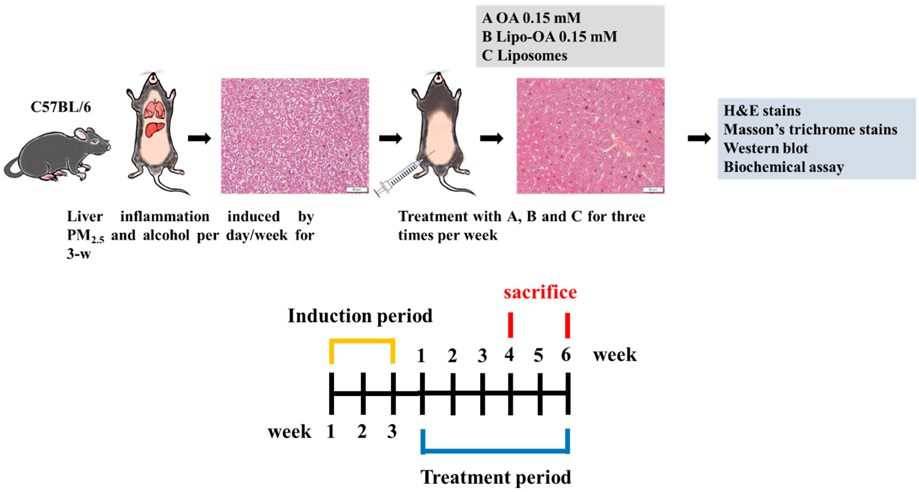 Pharmaceutics 14 01108 g003 Pharmaceutics 14 01108 g003