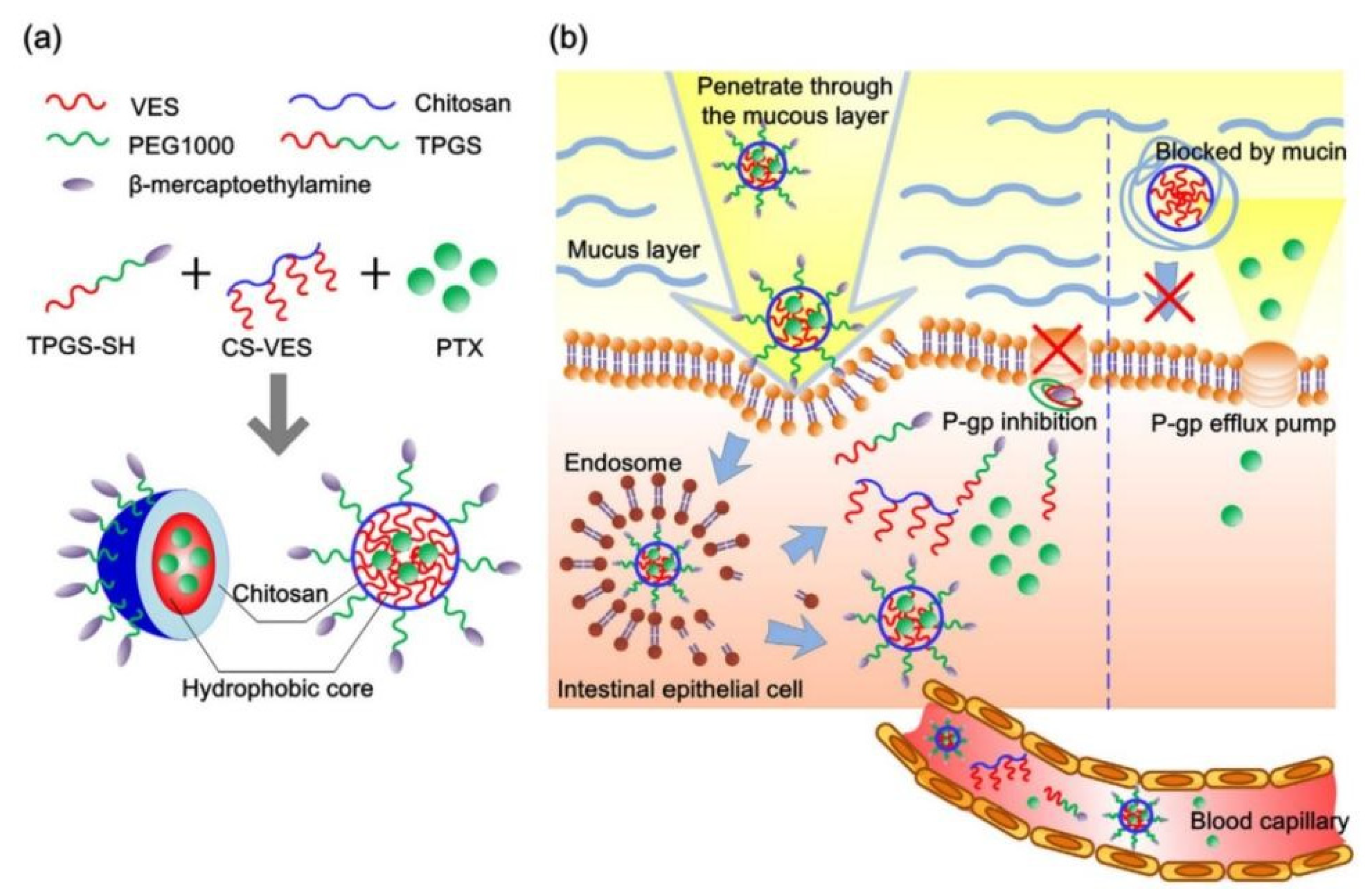 Pharmaceutics 14 01131 g004