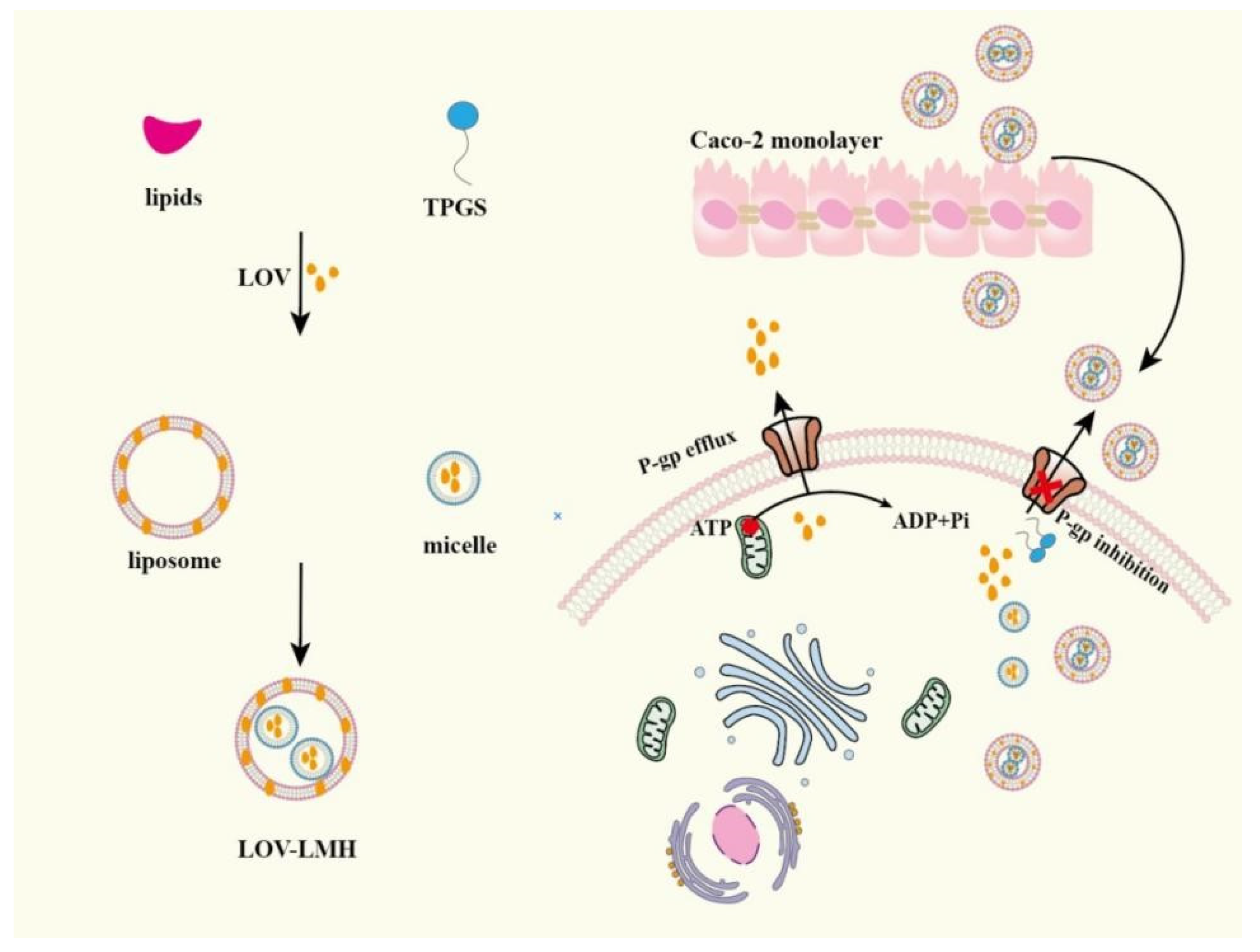 Pharmaceutics 14 01131 g006