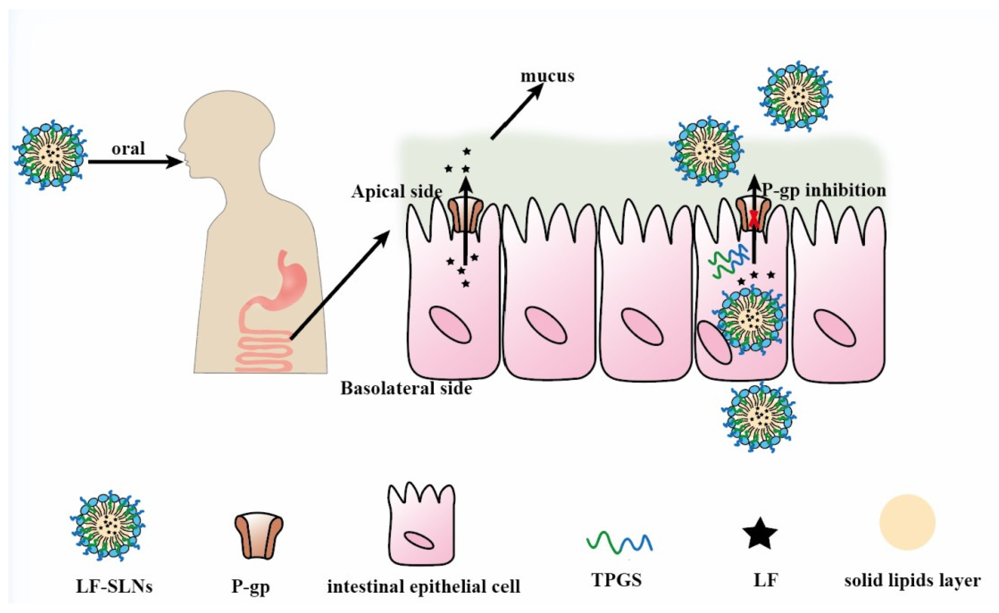Pharmaceutics 14 01131 g007