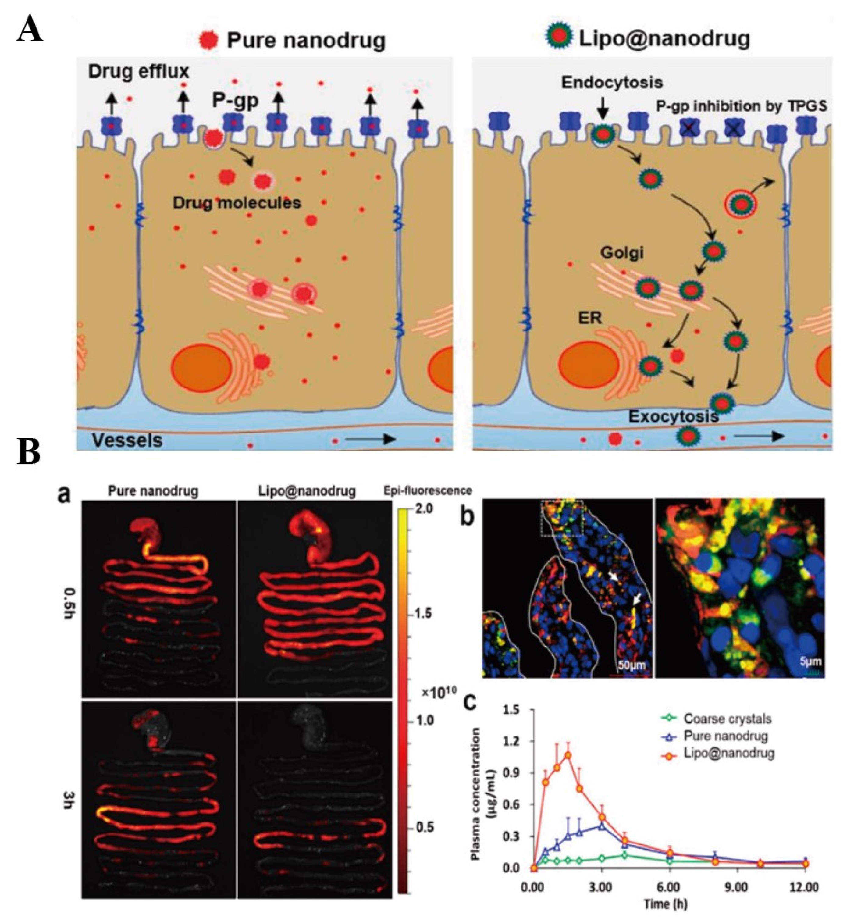 Pharmaceutics 14 01131 g010