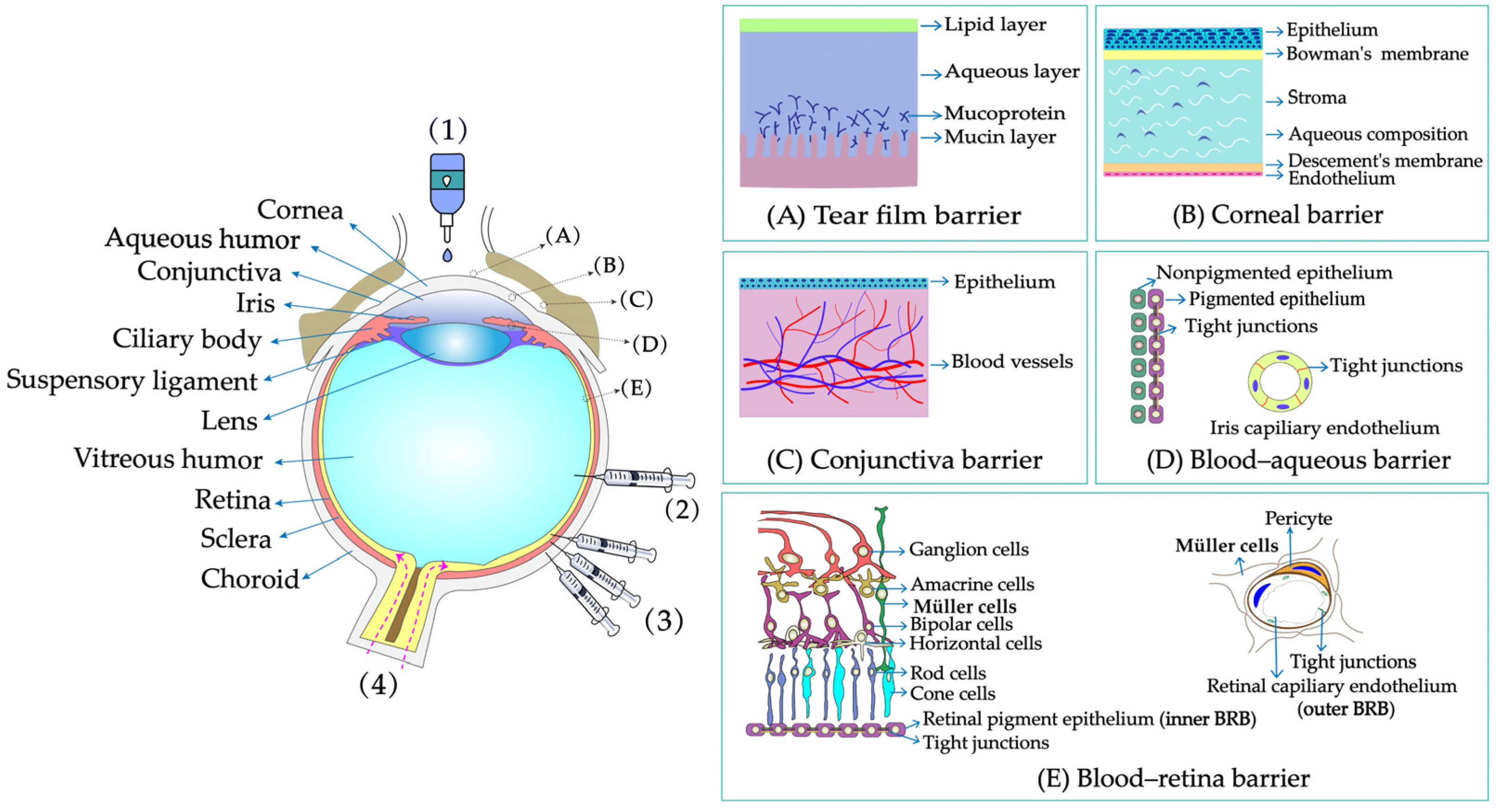 Pharmaceutics 14 01150 g001