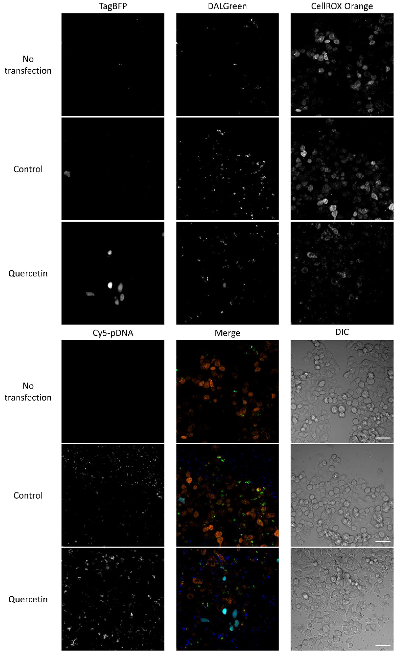 Pharmaceutics 14 01203 g008