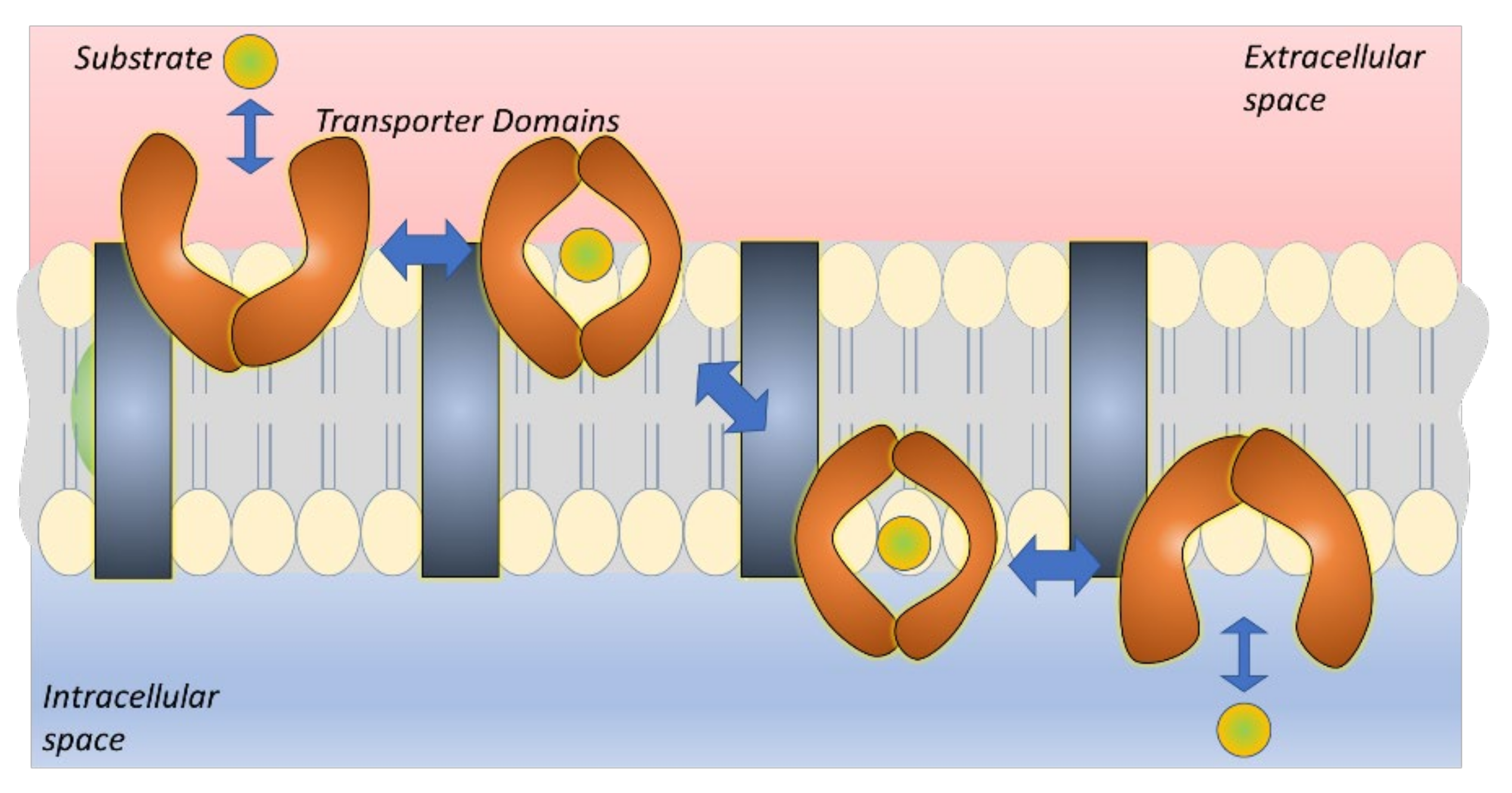 Pharmaceutics 14 01234 g003 Pharmaceutics 14 01234 g003