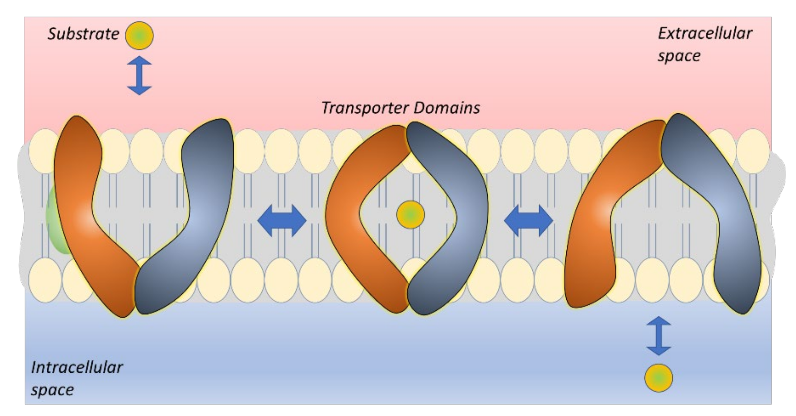 Pharmaceutics 14 01234 g005 Pharmaceutics 14 01234 g005