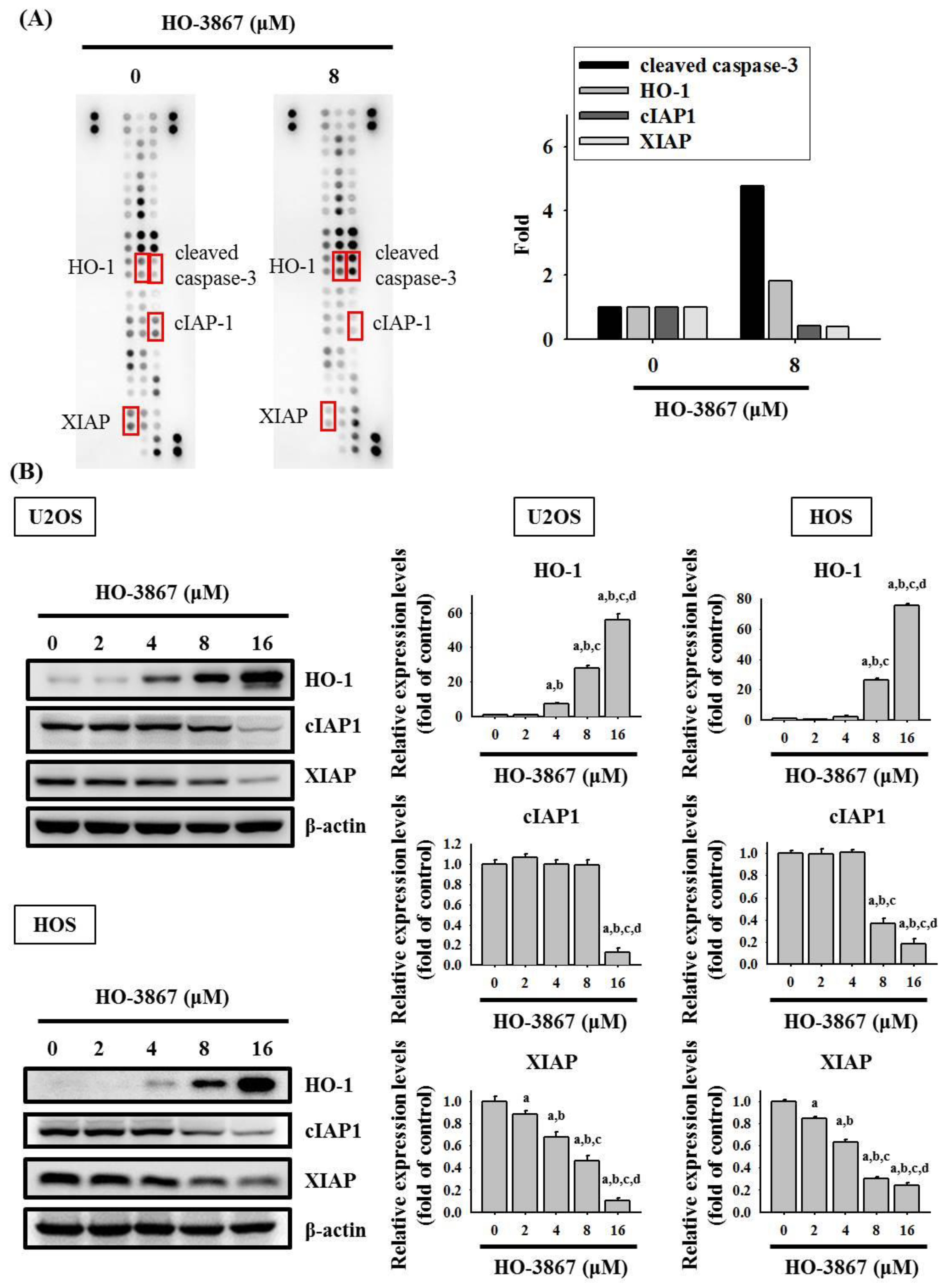 Pharmaceutics 14 01257 g004 Pharmaceutics 14 01257 g004