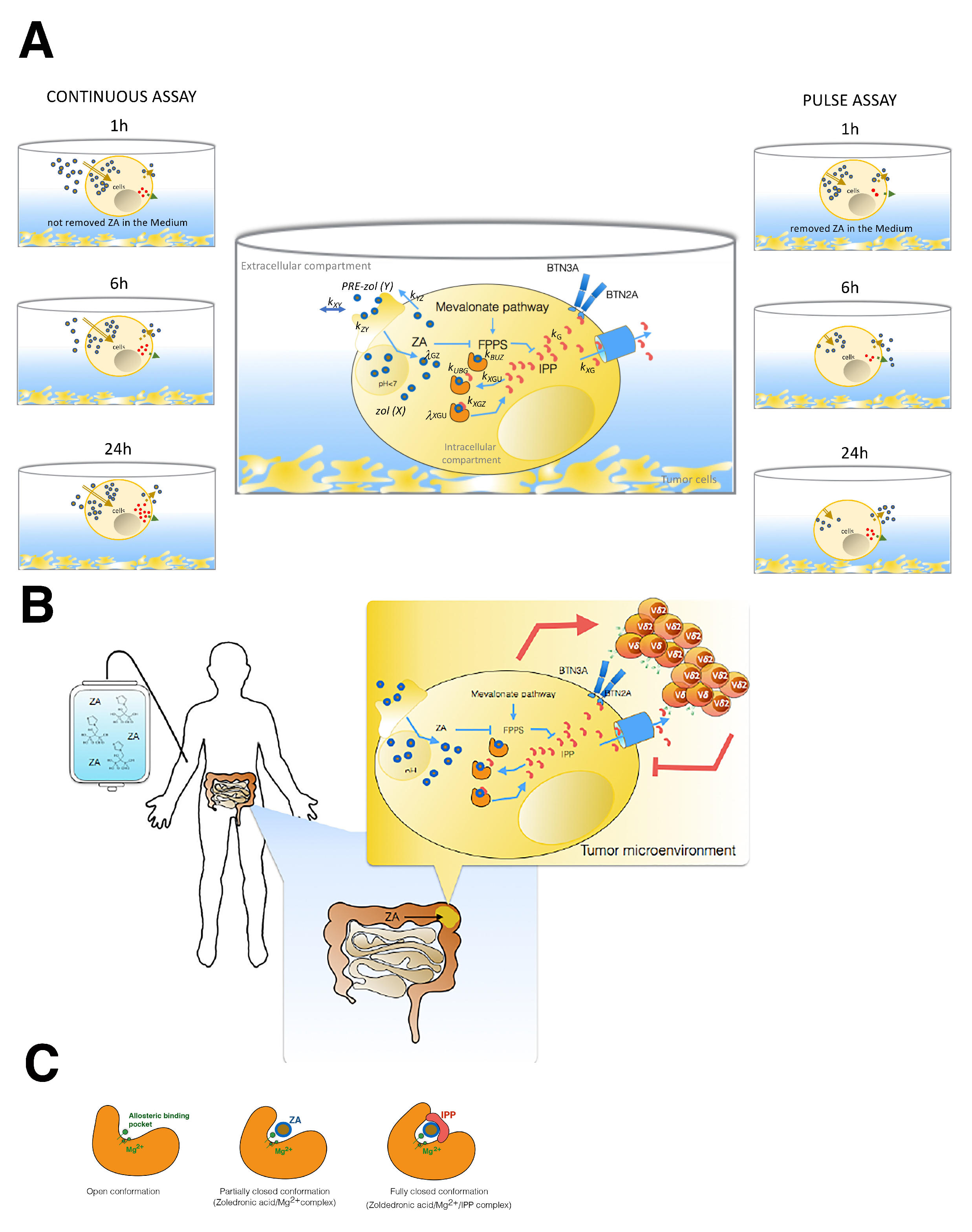 Pharmaceutics 14 01262 g006