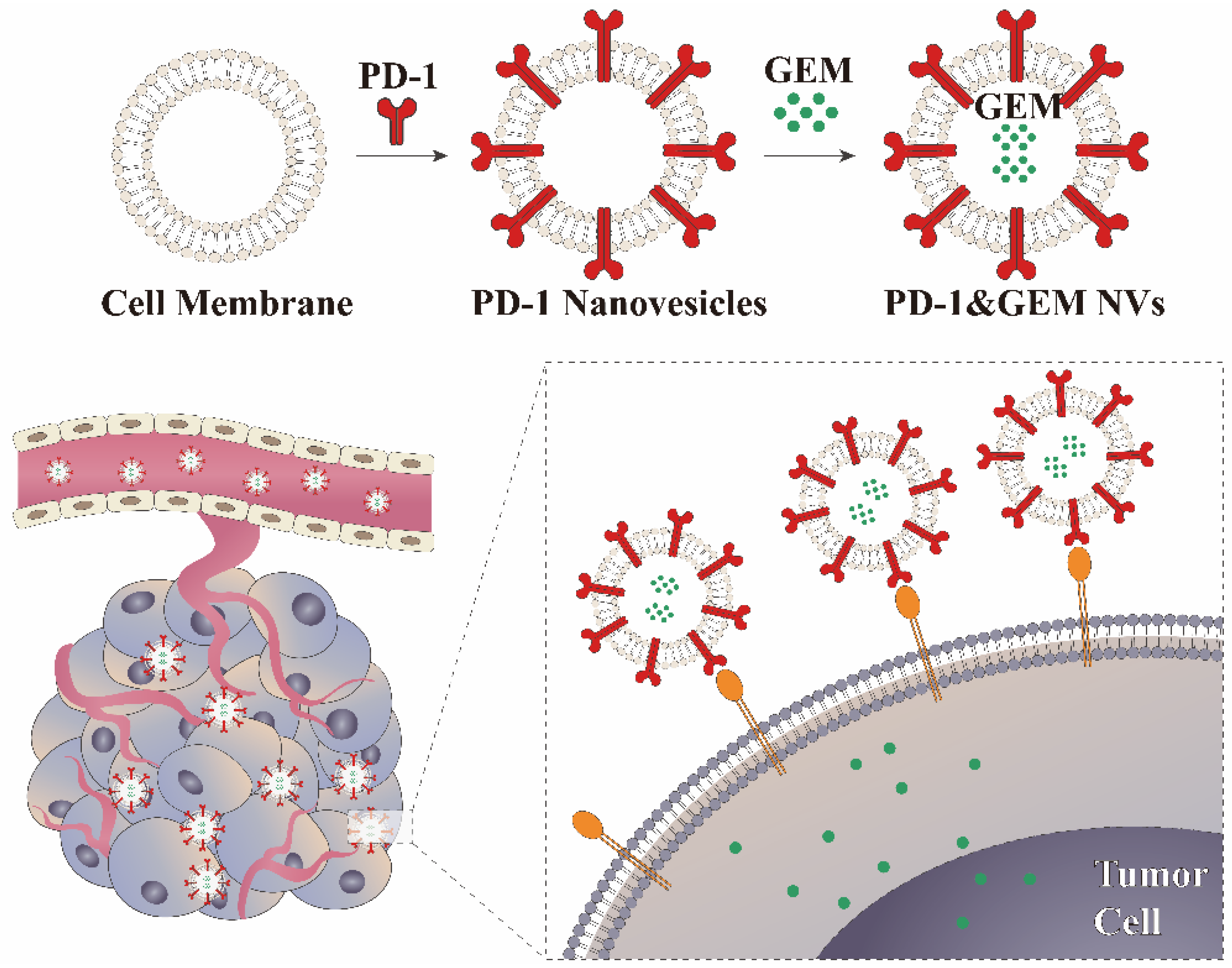 Pharmaceutics 14 01263 g001