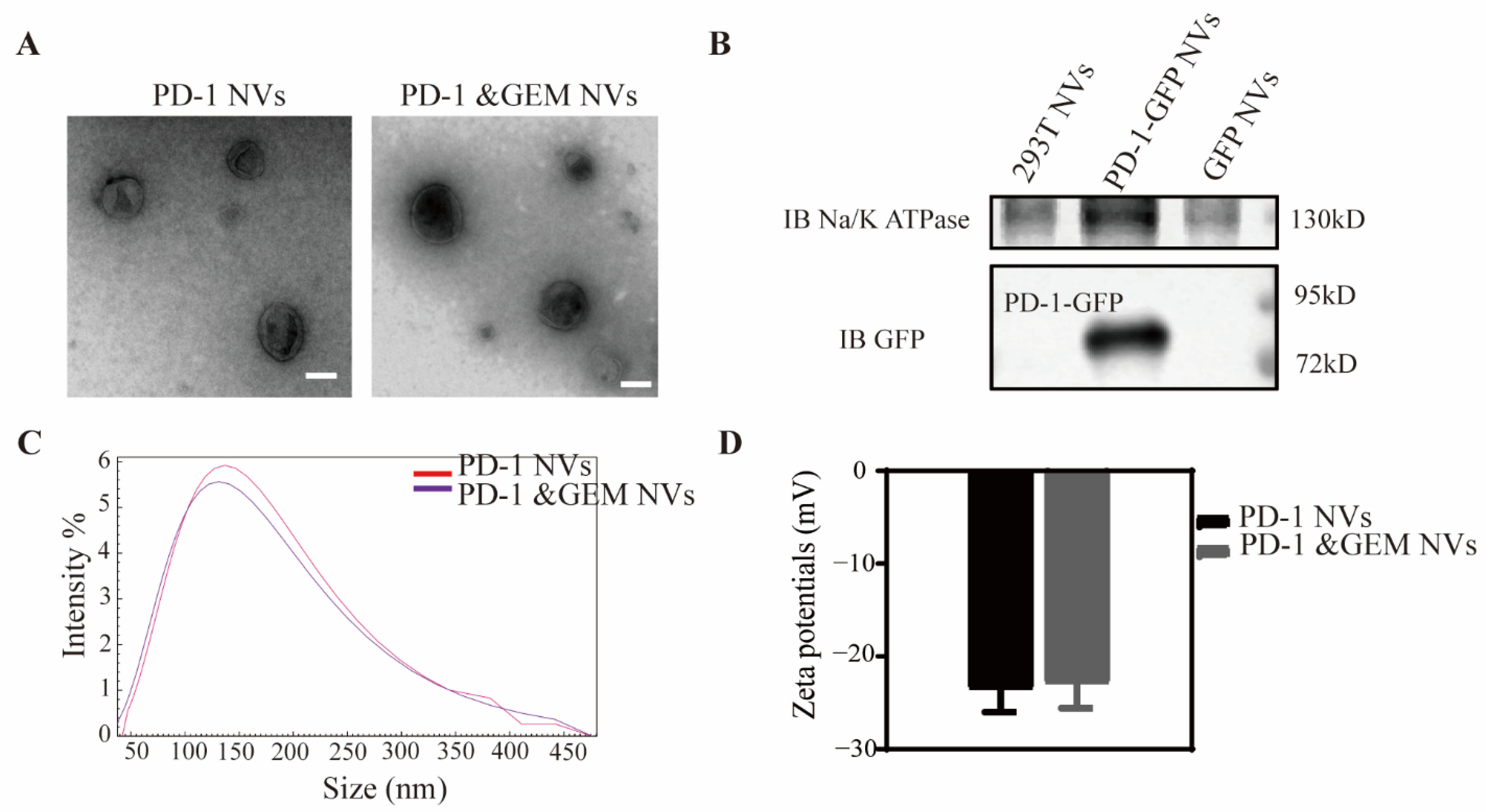Pharmaceutics 14 01263 g003