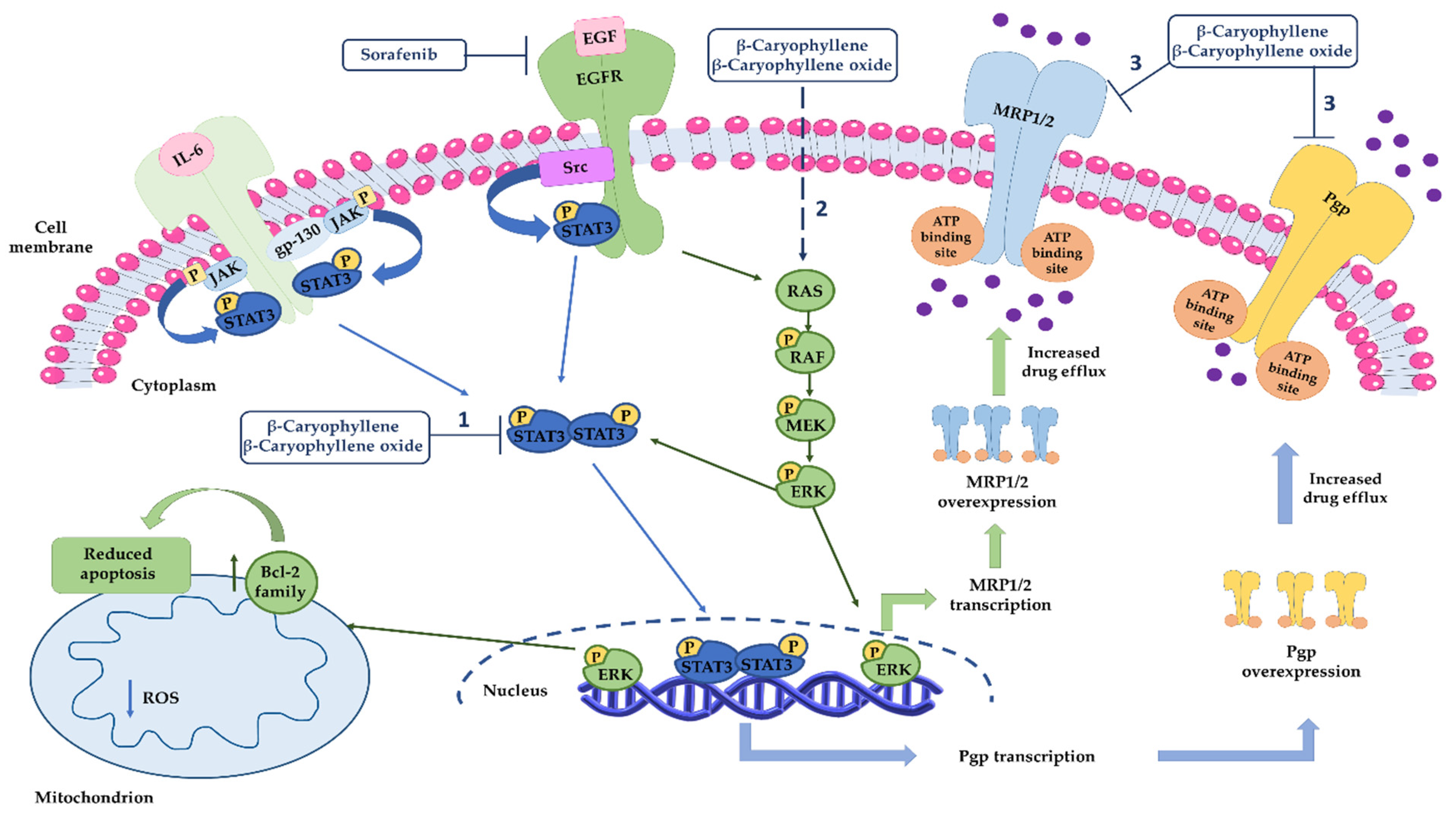 Pharmaceutics 14 01264 g015