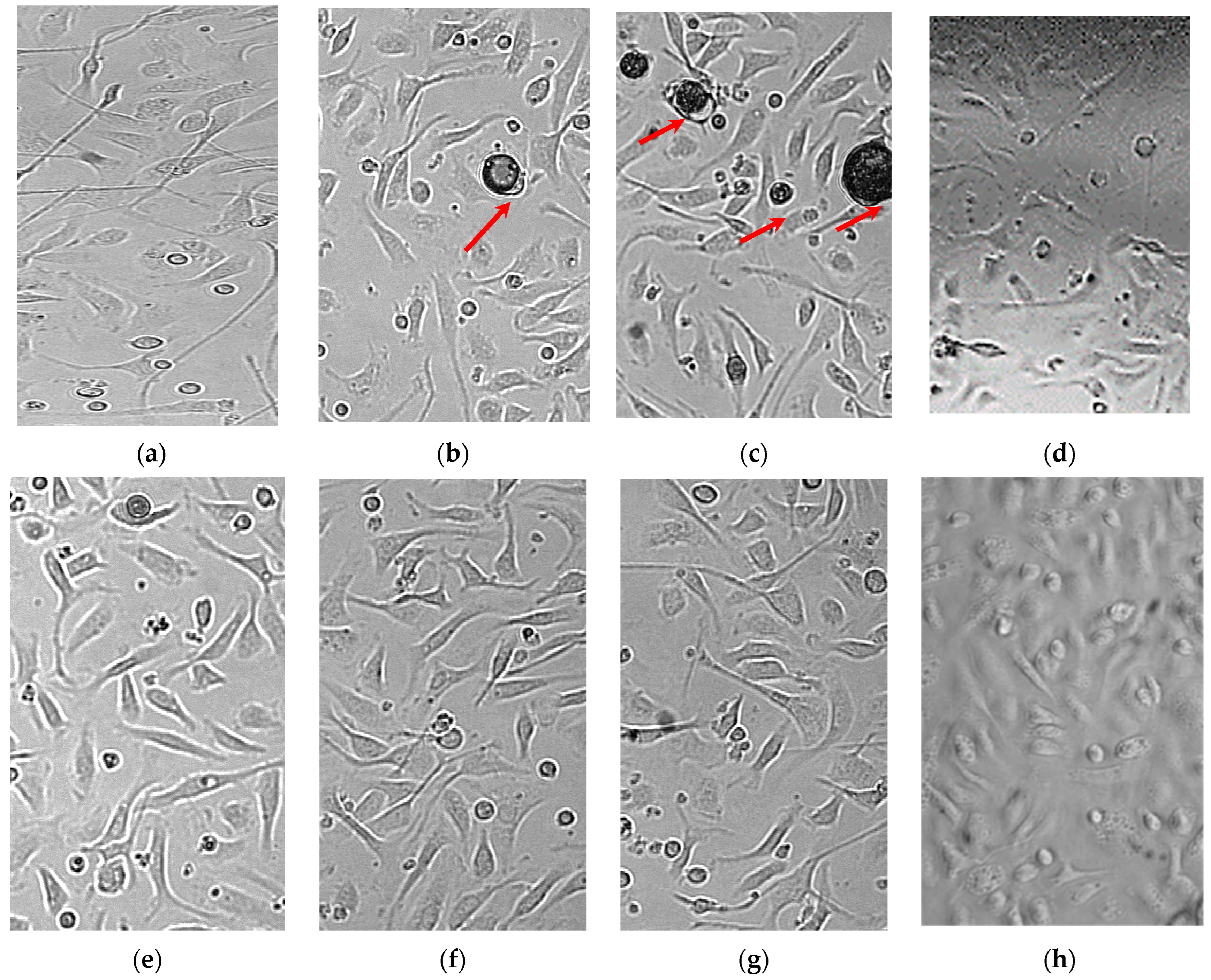 Pharmaceutics 14 01275 g008