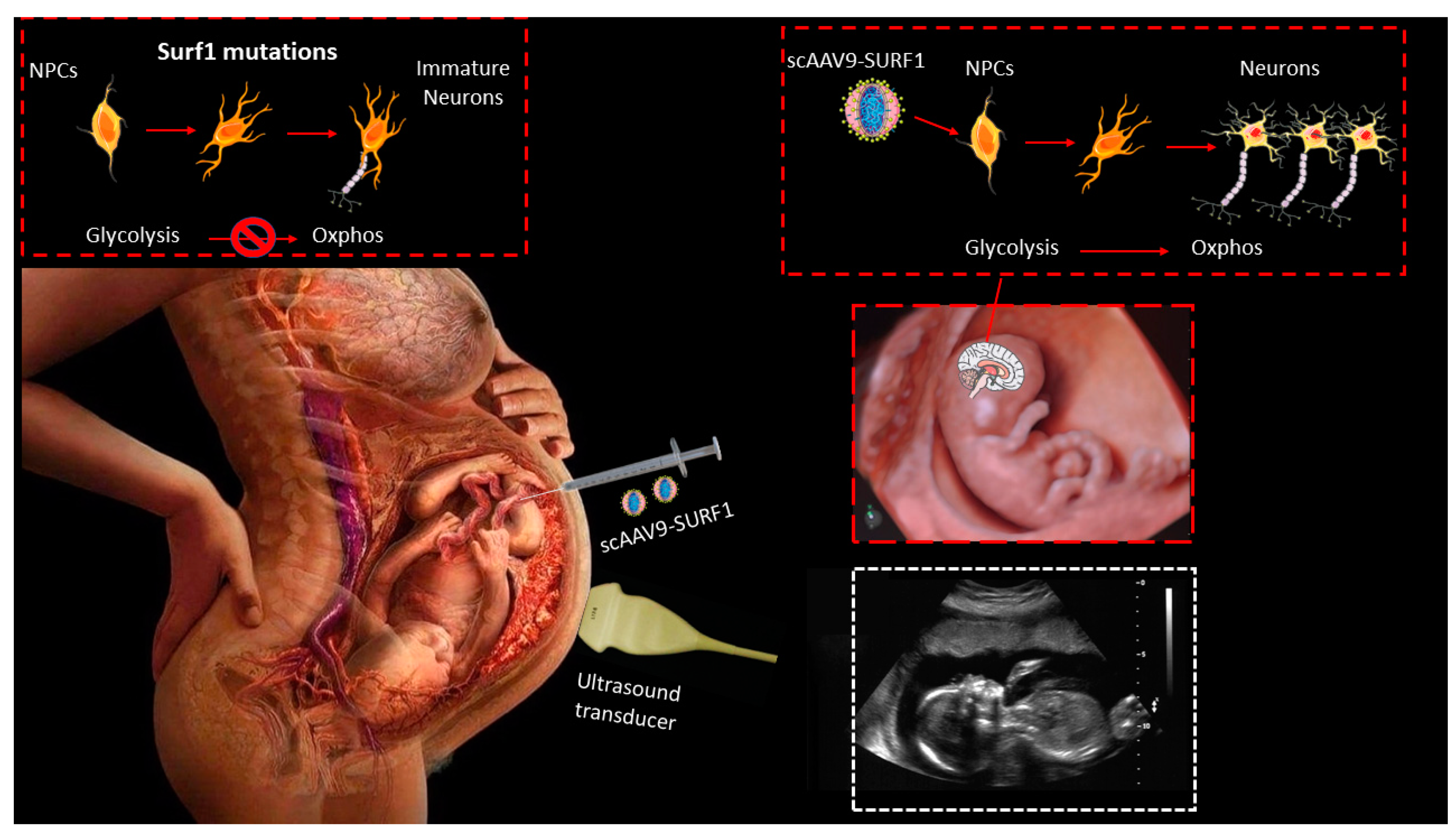 Pharmaceutics 14 01287 g004 Pharmaceutics 14 01287 g004