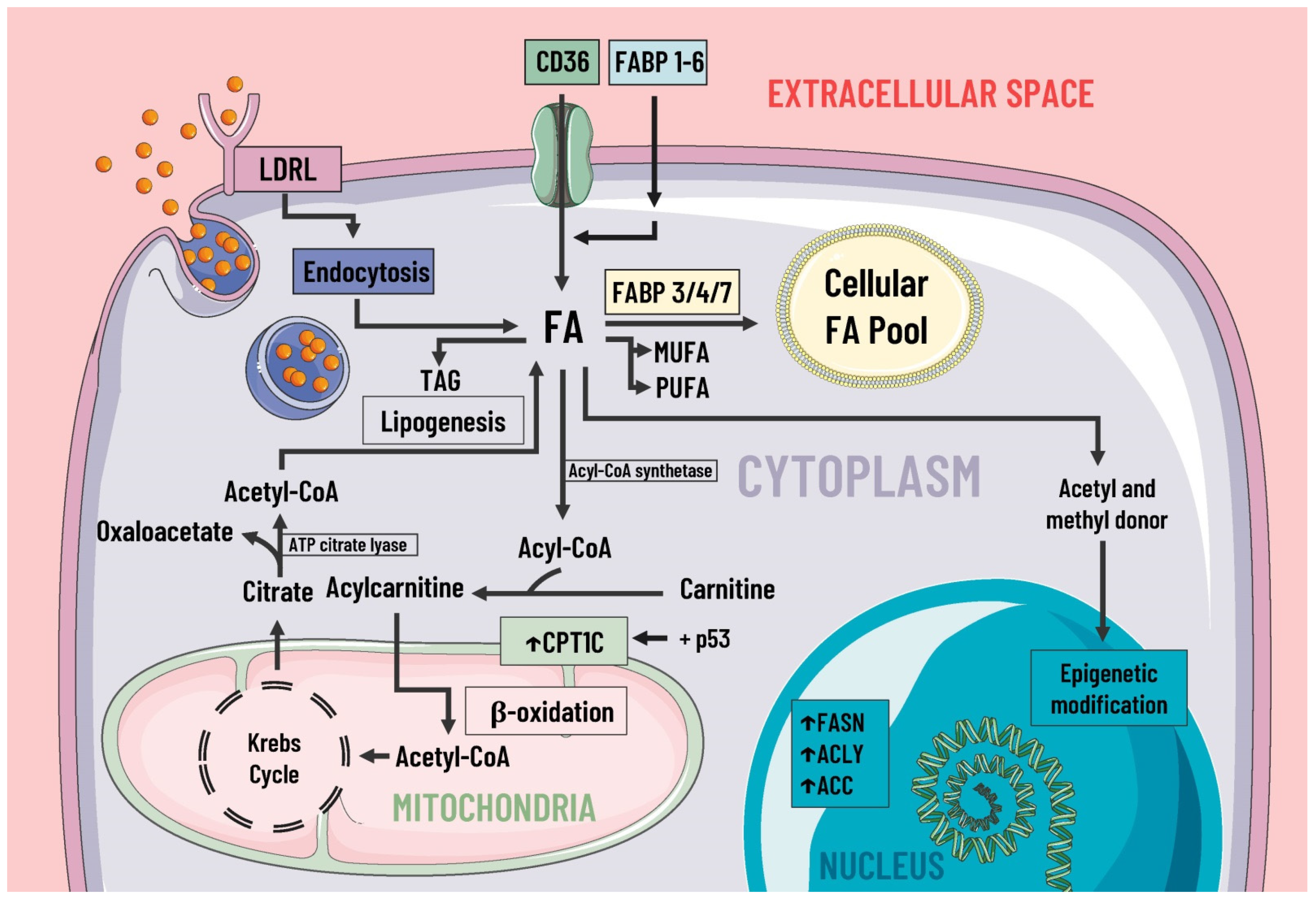 Pharmaceutics 14 01303 g002