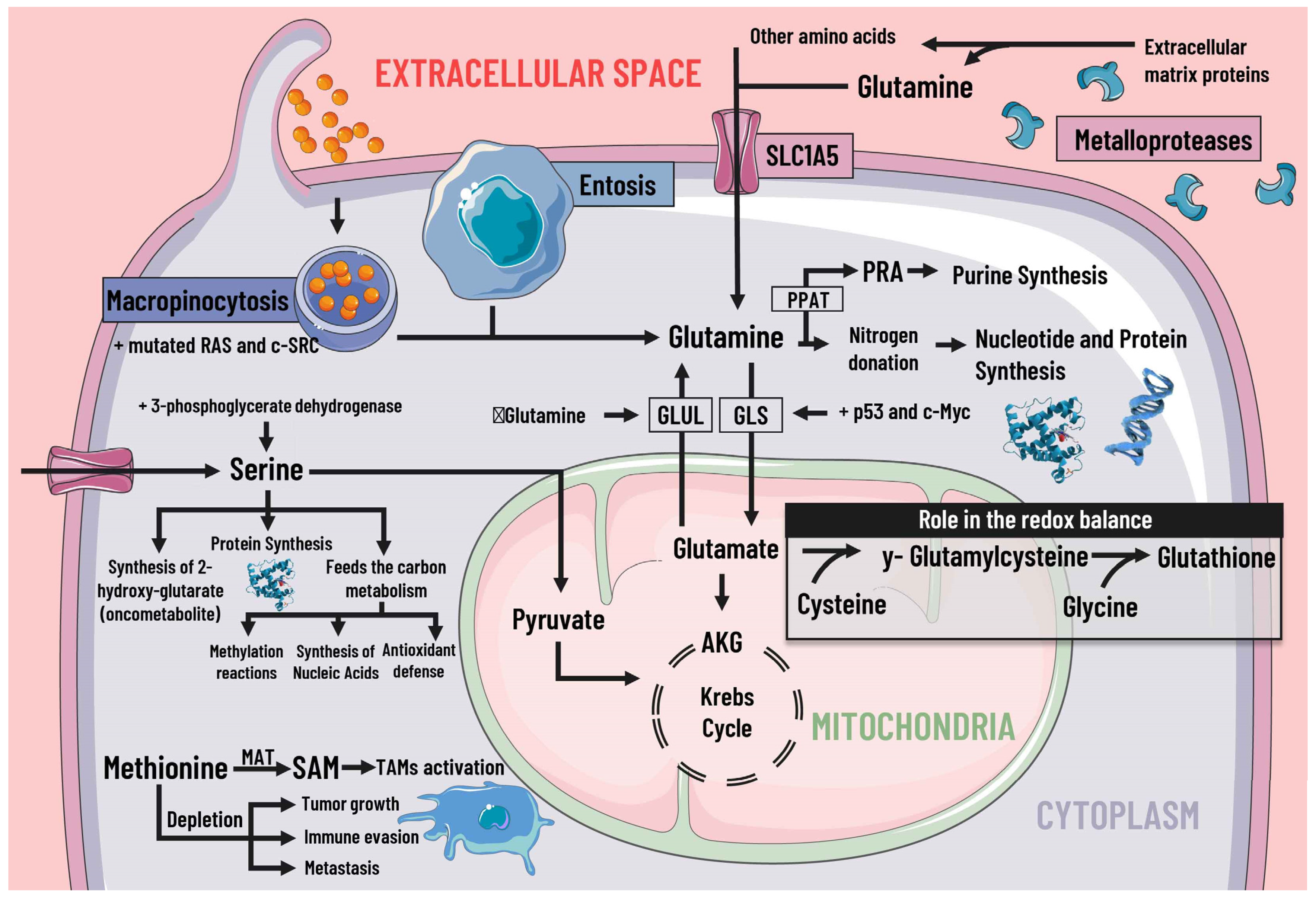 Pharmaceutics 14 01303 g003