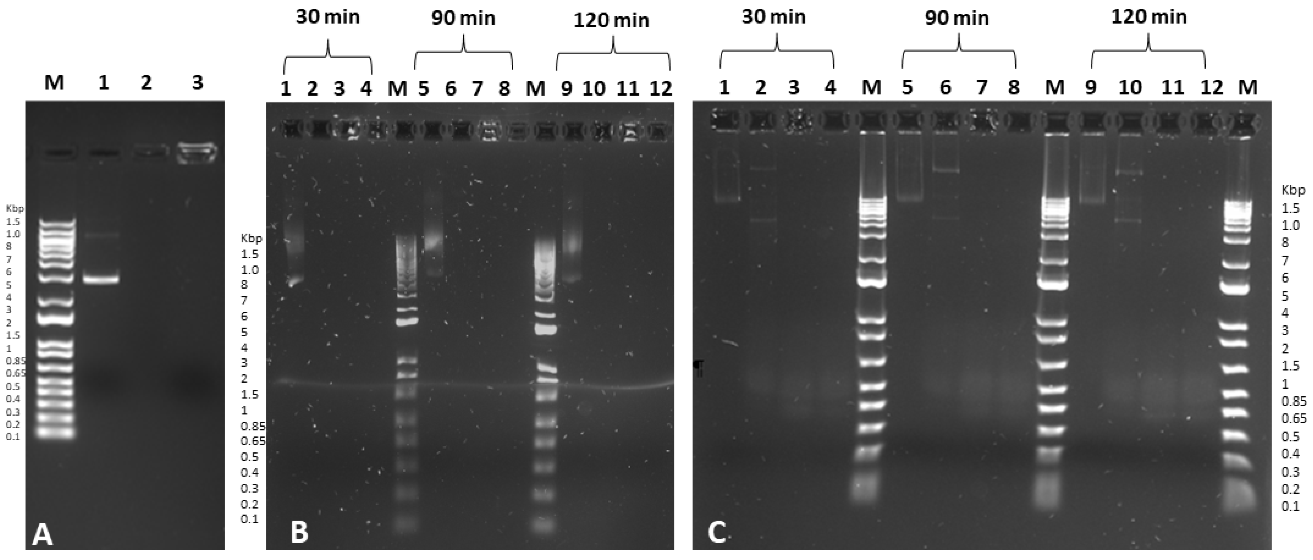 Pharmaceutics 14 01310 g002