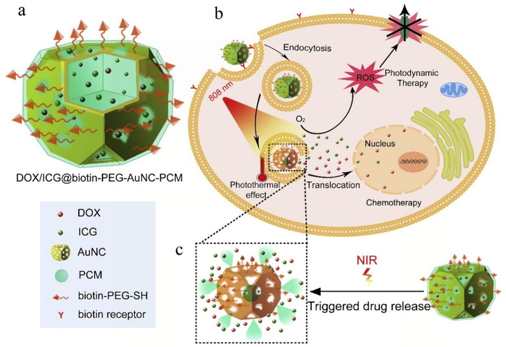 Pharmaceutics 14 01321 g005