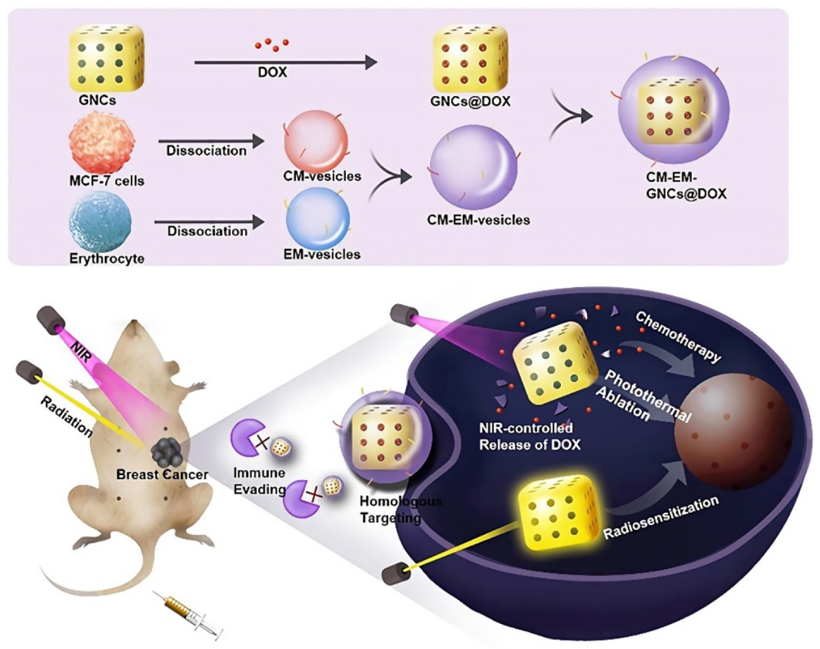 Pharmaceutics 14 01321 g006