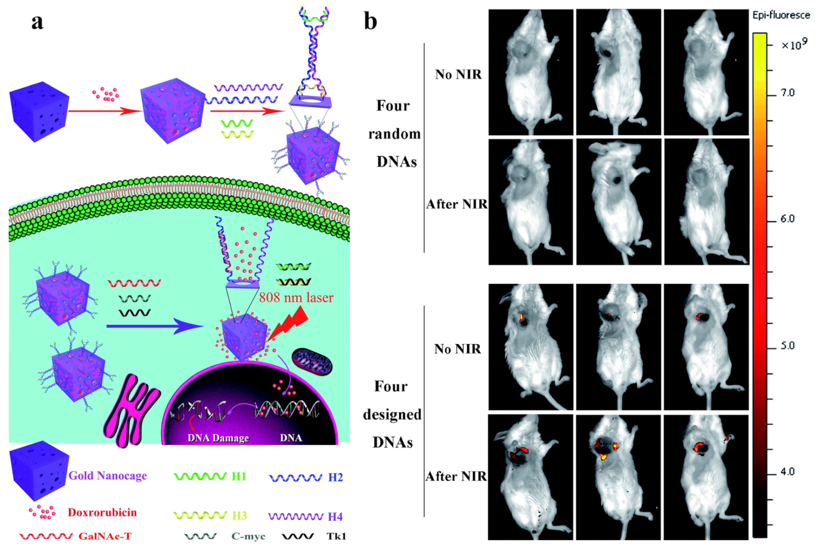 Pharmaceutics 14 01321 g012