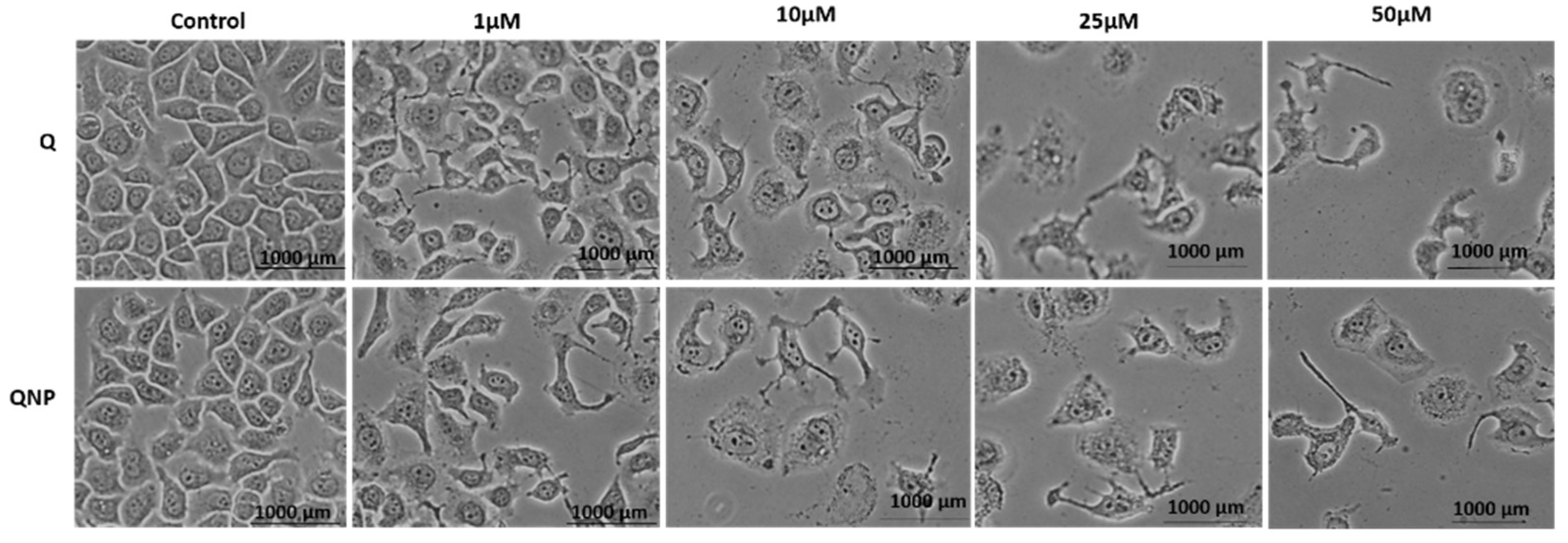 Pharmaceutics 14 01326 g003